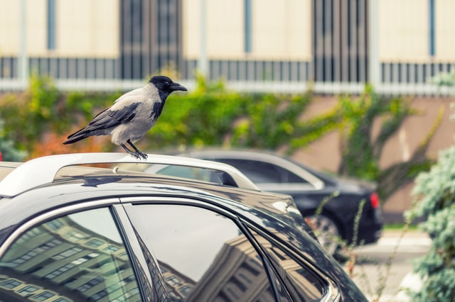 車のボディに乗っている鳥
