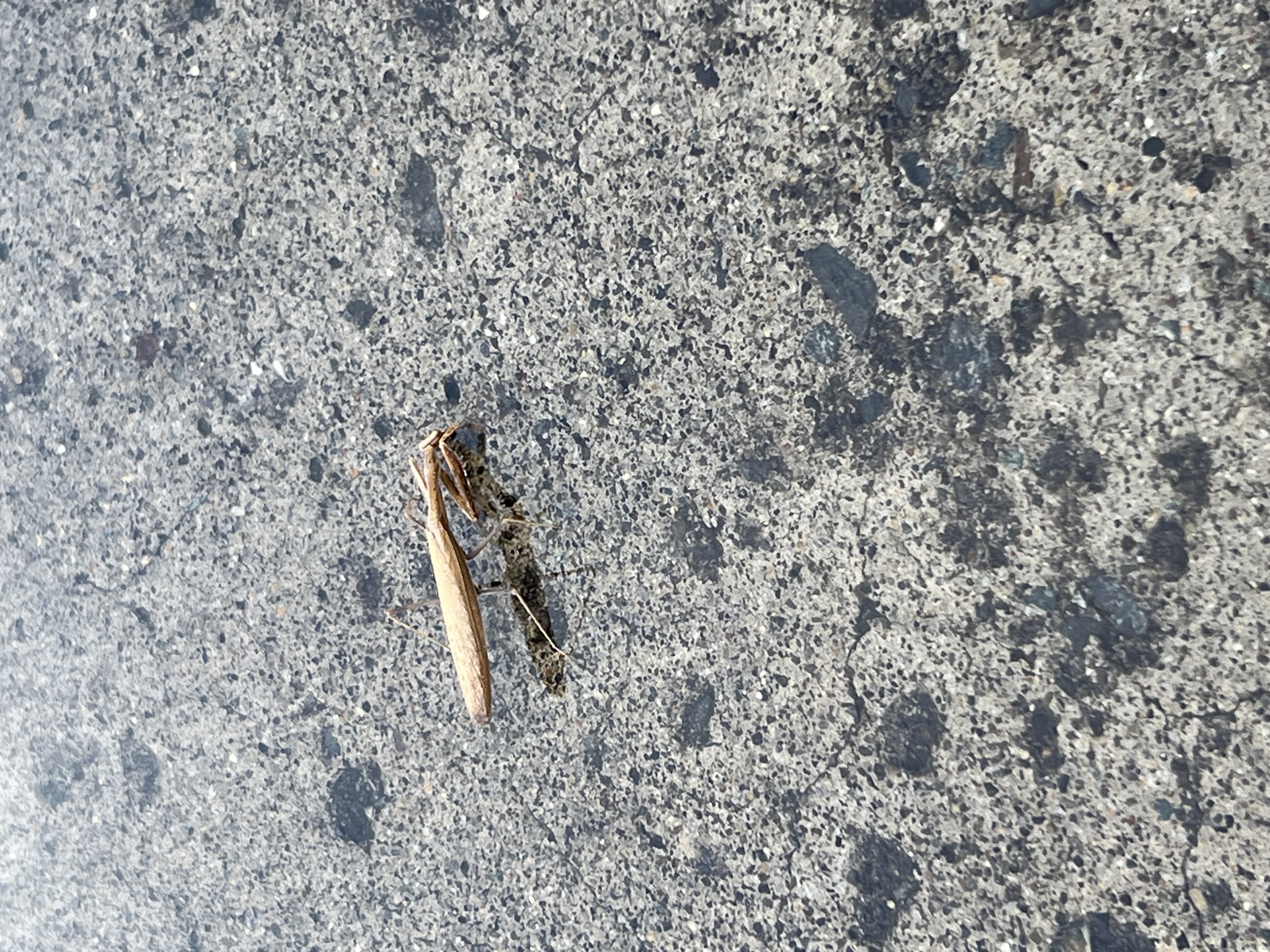 秋の八戸TSで見たカマキリと車メンテナンスのポイント🚗