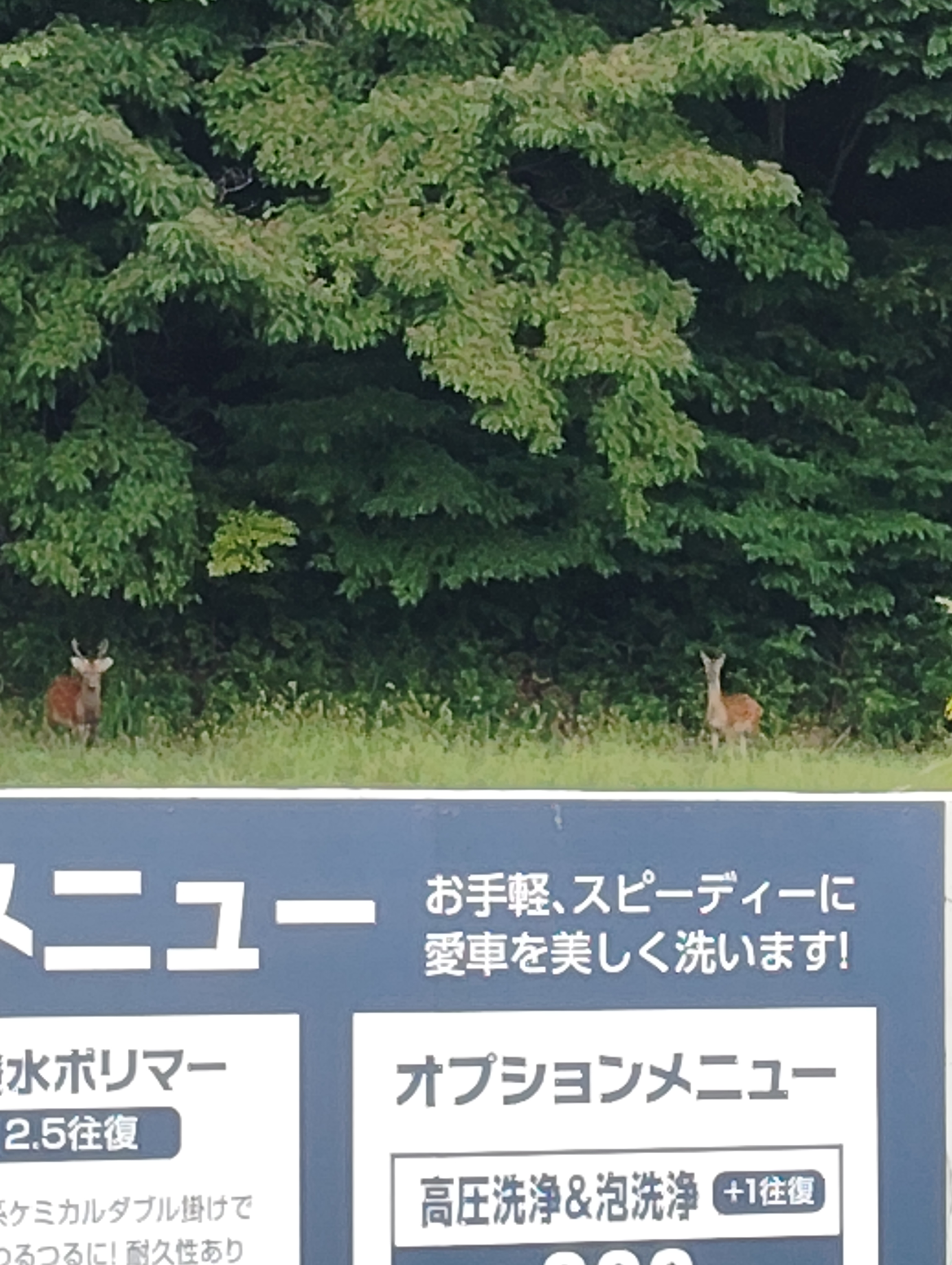 秋の雨に備える車点検と新屋SSの手洗い洗車キャンペーン🦌