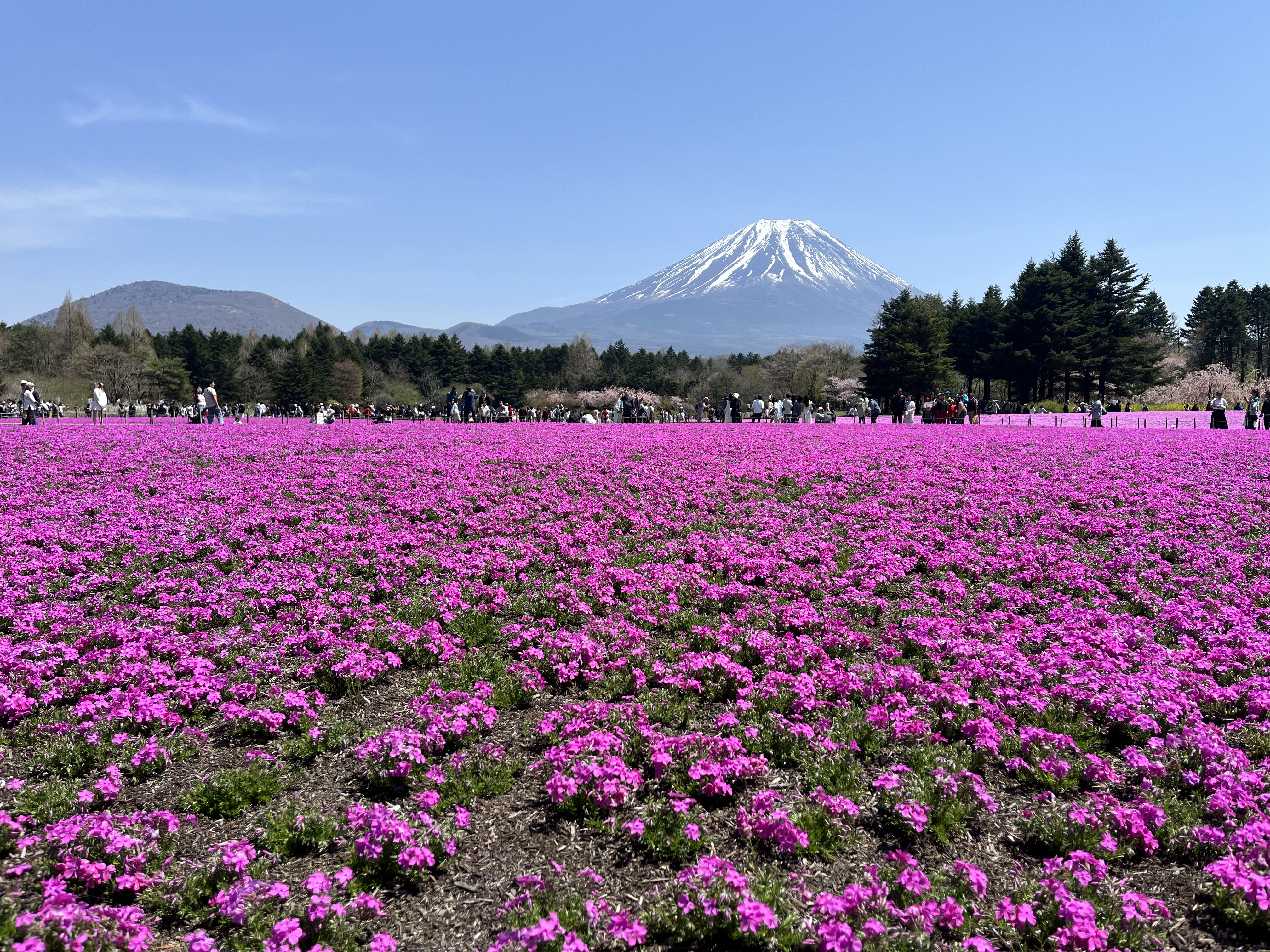 芝桜🌸🩷