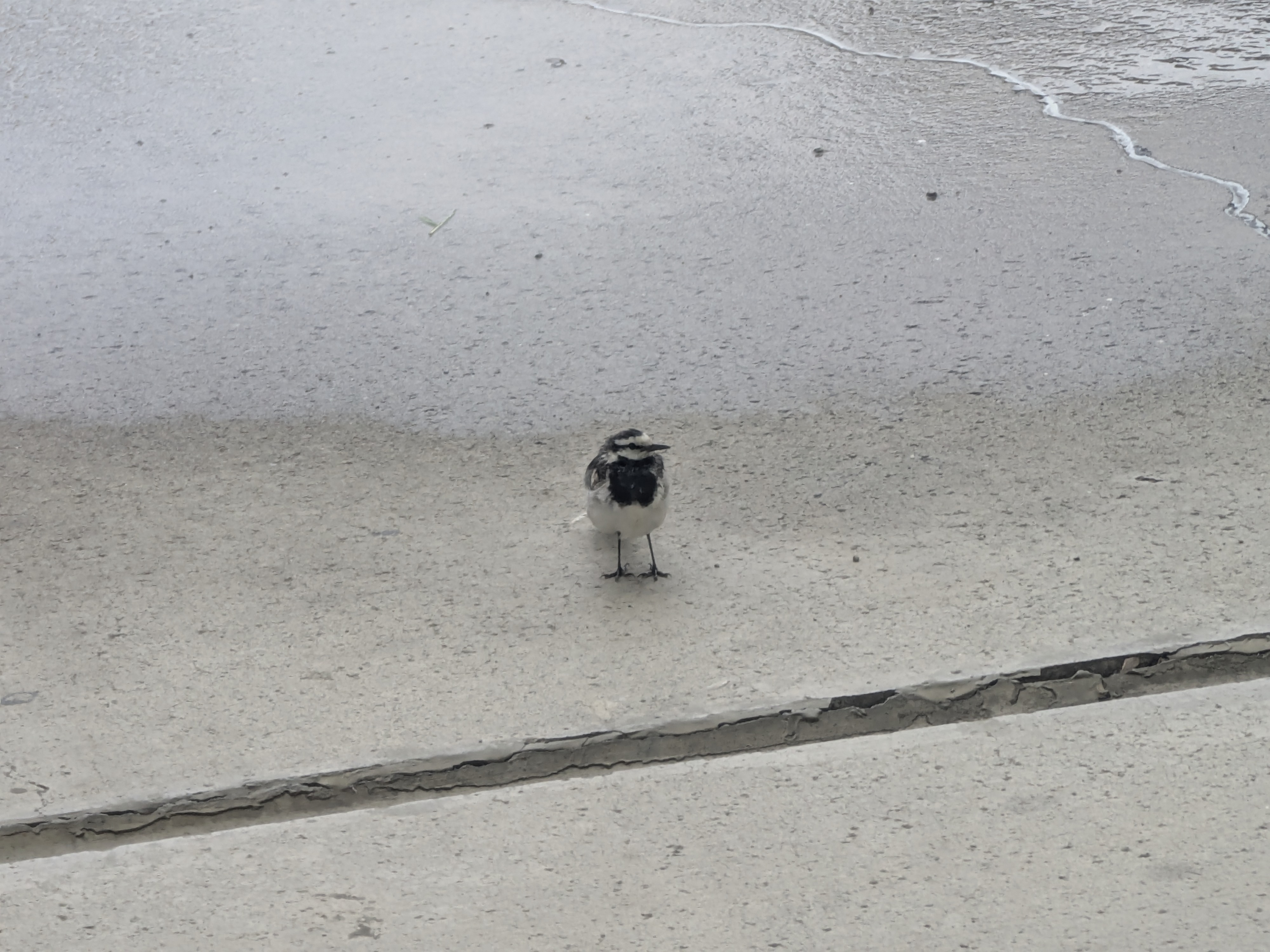 雨の日の癒し鳥たちと梅雨対策カーケアのポイント