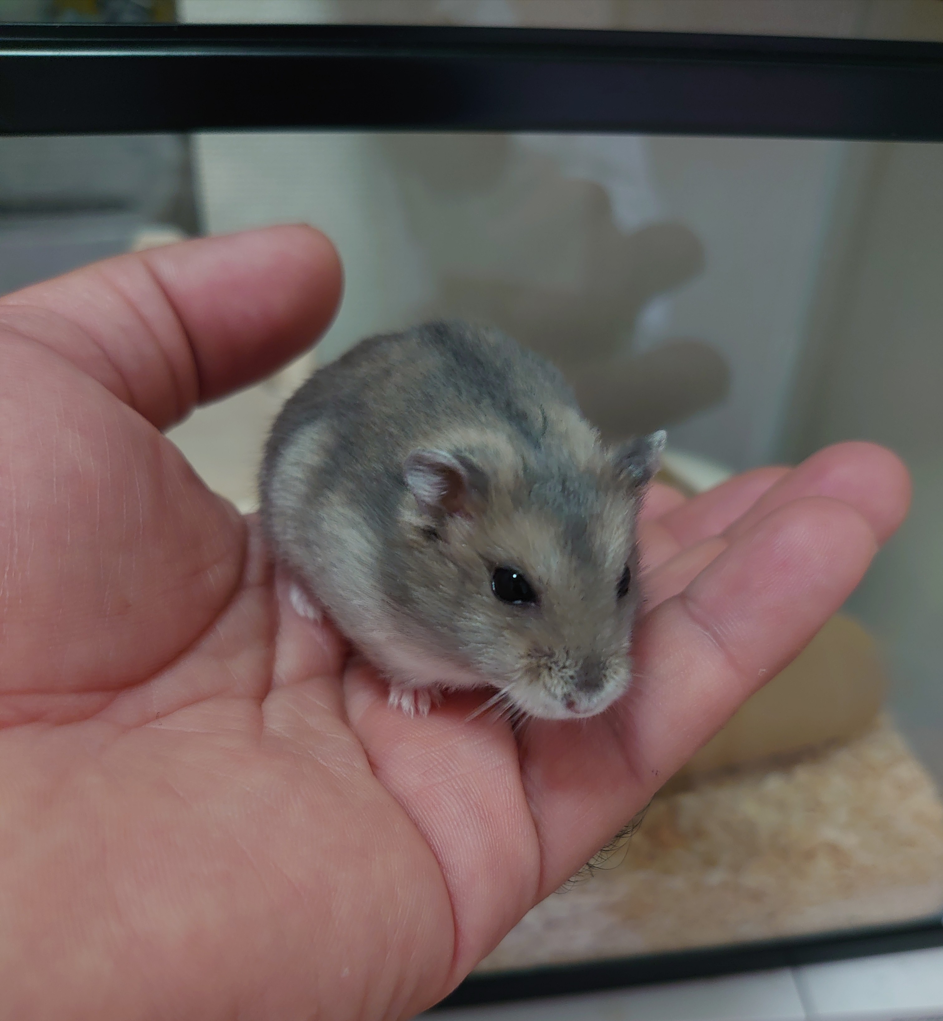 暑い！