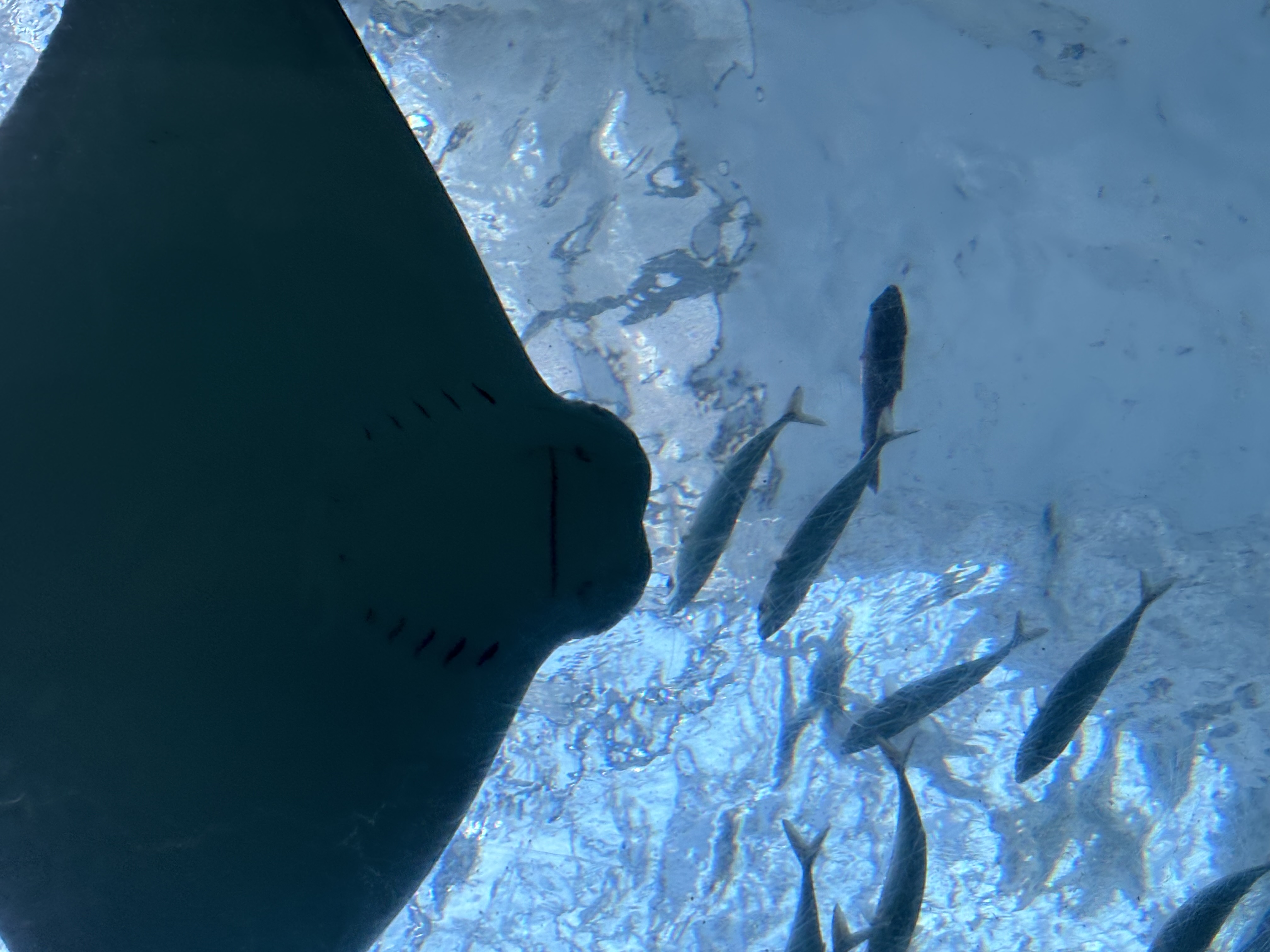 秋のドライブ前に必見🚗オイル交換とタイヤ点検のポイント