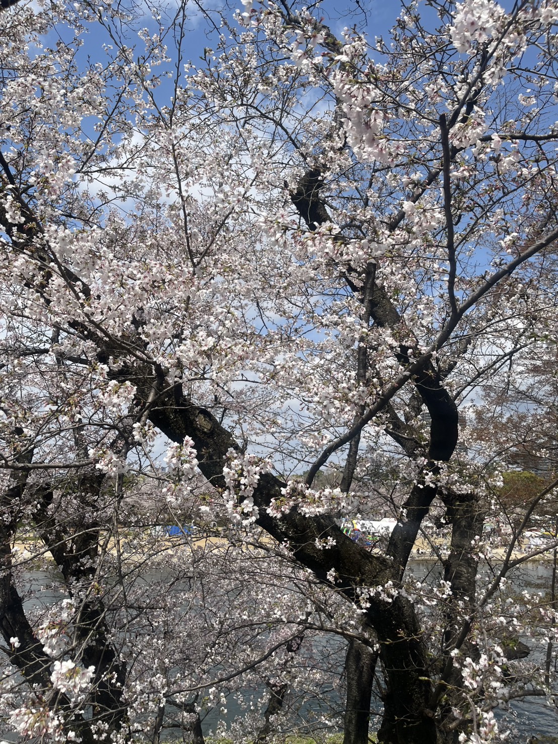豊橋西TSで春のオイル交換半額＆手洗い洗車キャンペーン🚗✨