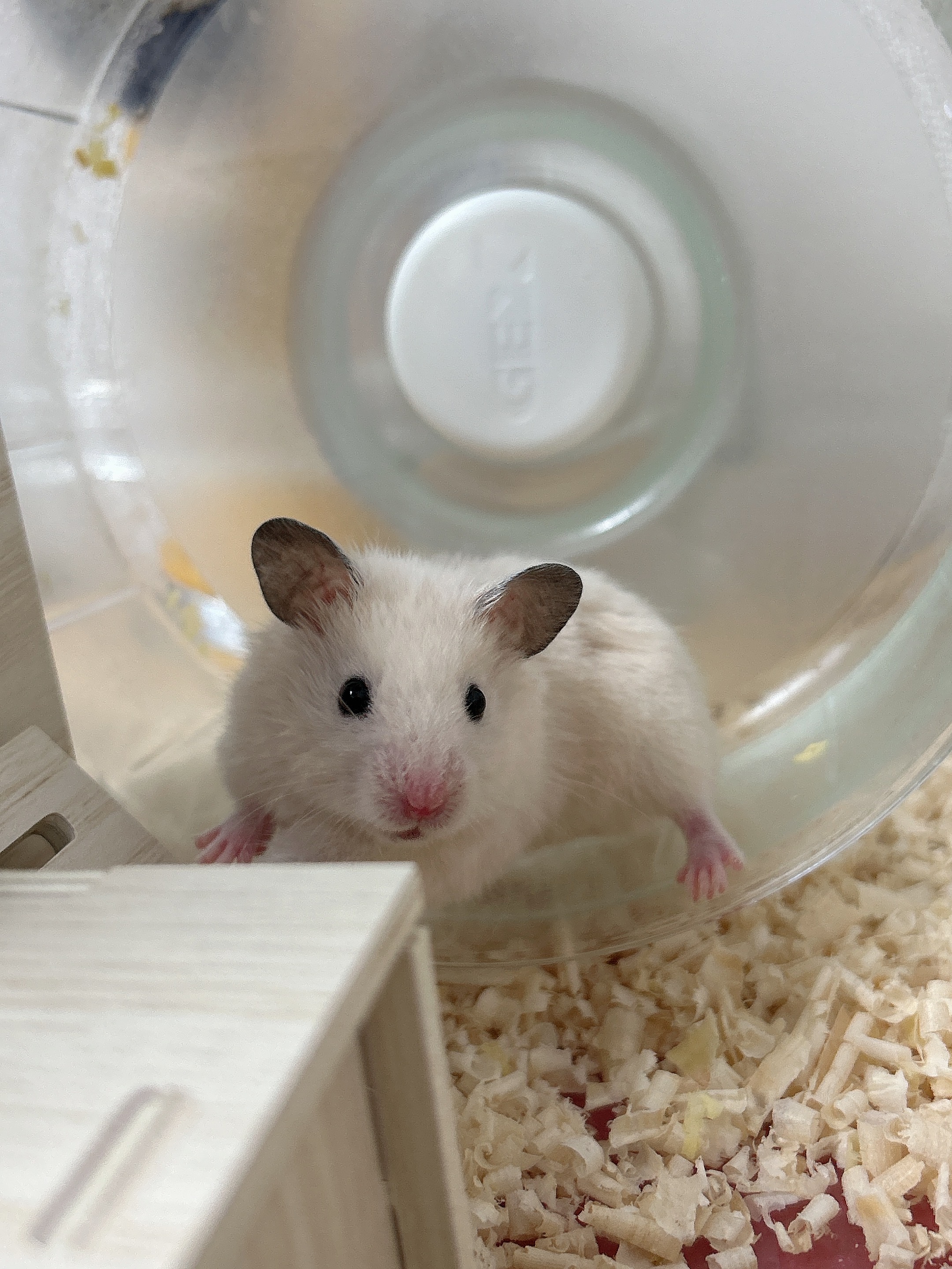 秋の車トラブル対策と癒しのハムスターくま吉紹介🐹安全ドライブ準備に！