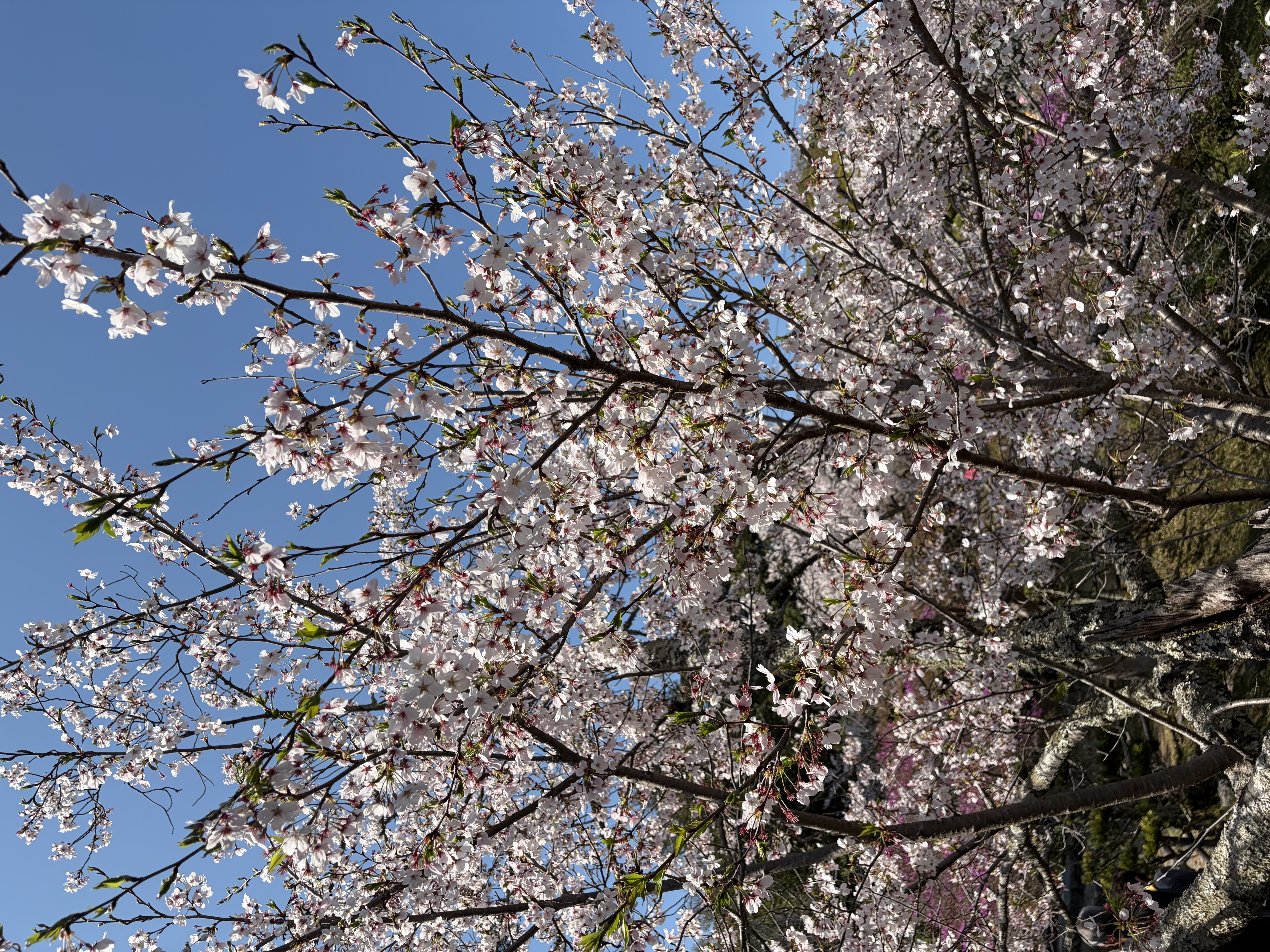 春のタイヤ交換は亀山TSでお得に安心ドライブをサポート🚗