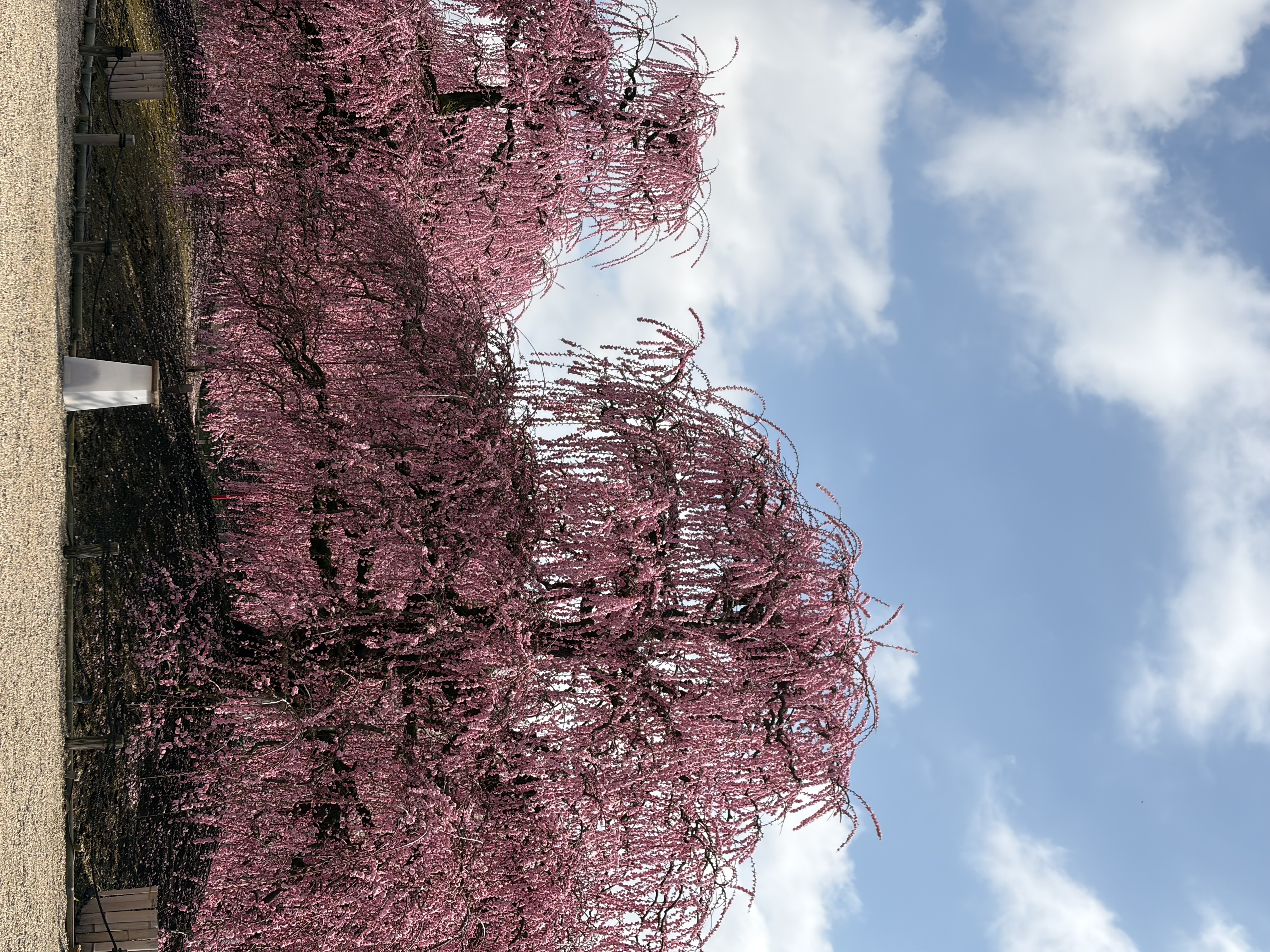 春の安全ドライブ応援キャンペーン🛞亀山TSでタイヤ点検と洗車を！