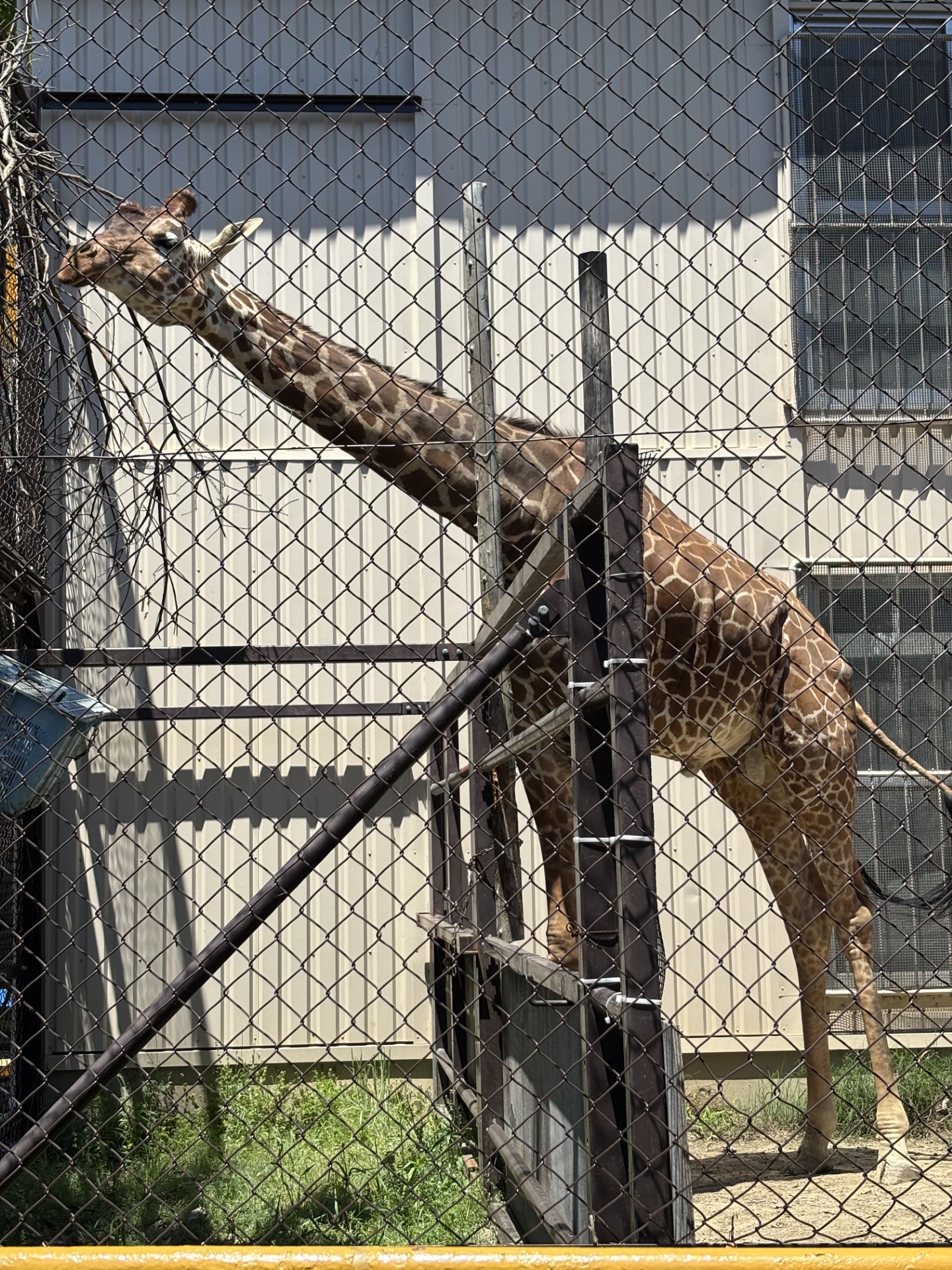 GW      ZOO🦒