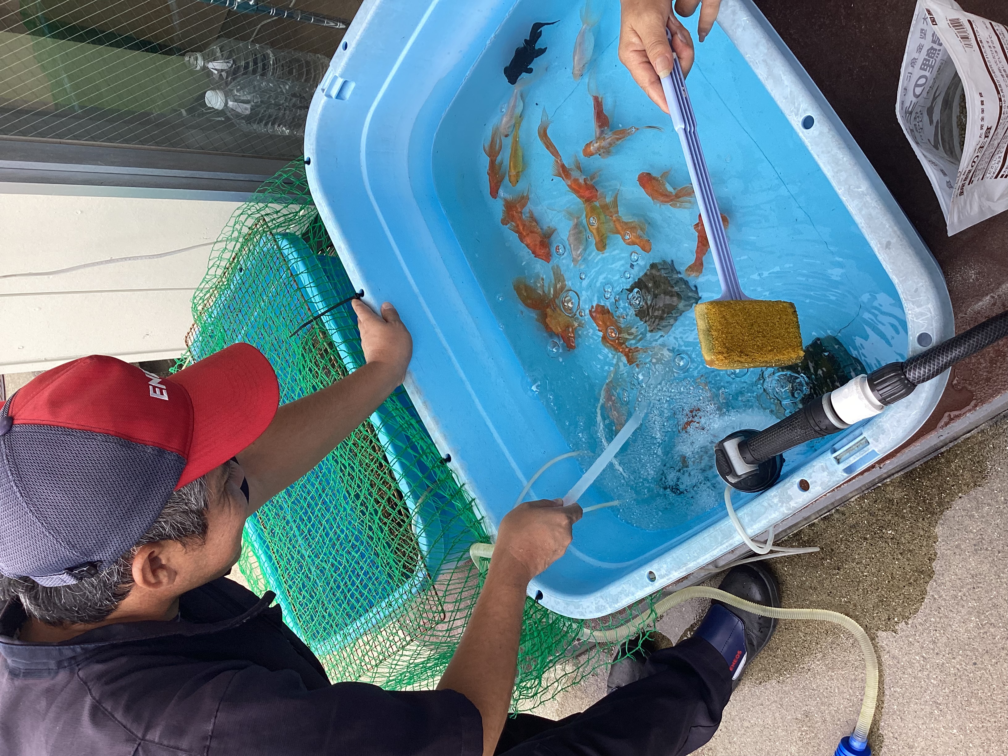 金魚が癒すサービス紹介🐟