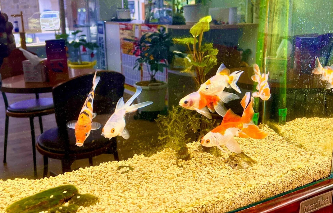 春のドライブも金魚が泳ぐ小城SSで車点検を🐟