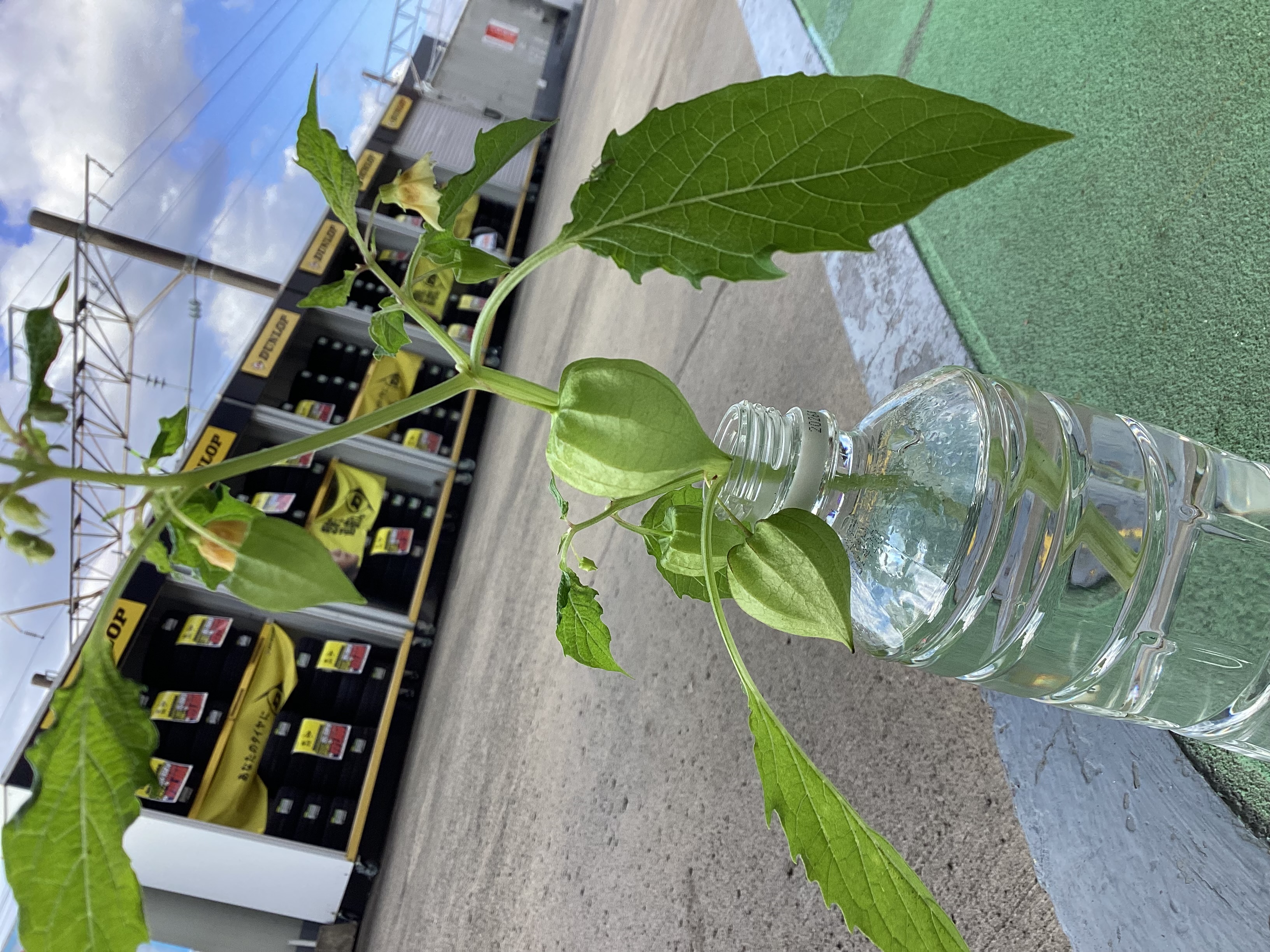 秋の車トラブル対策と武雄インターSSの安心点検サービス🚗