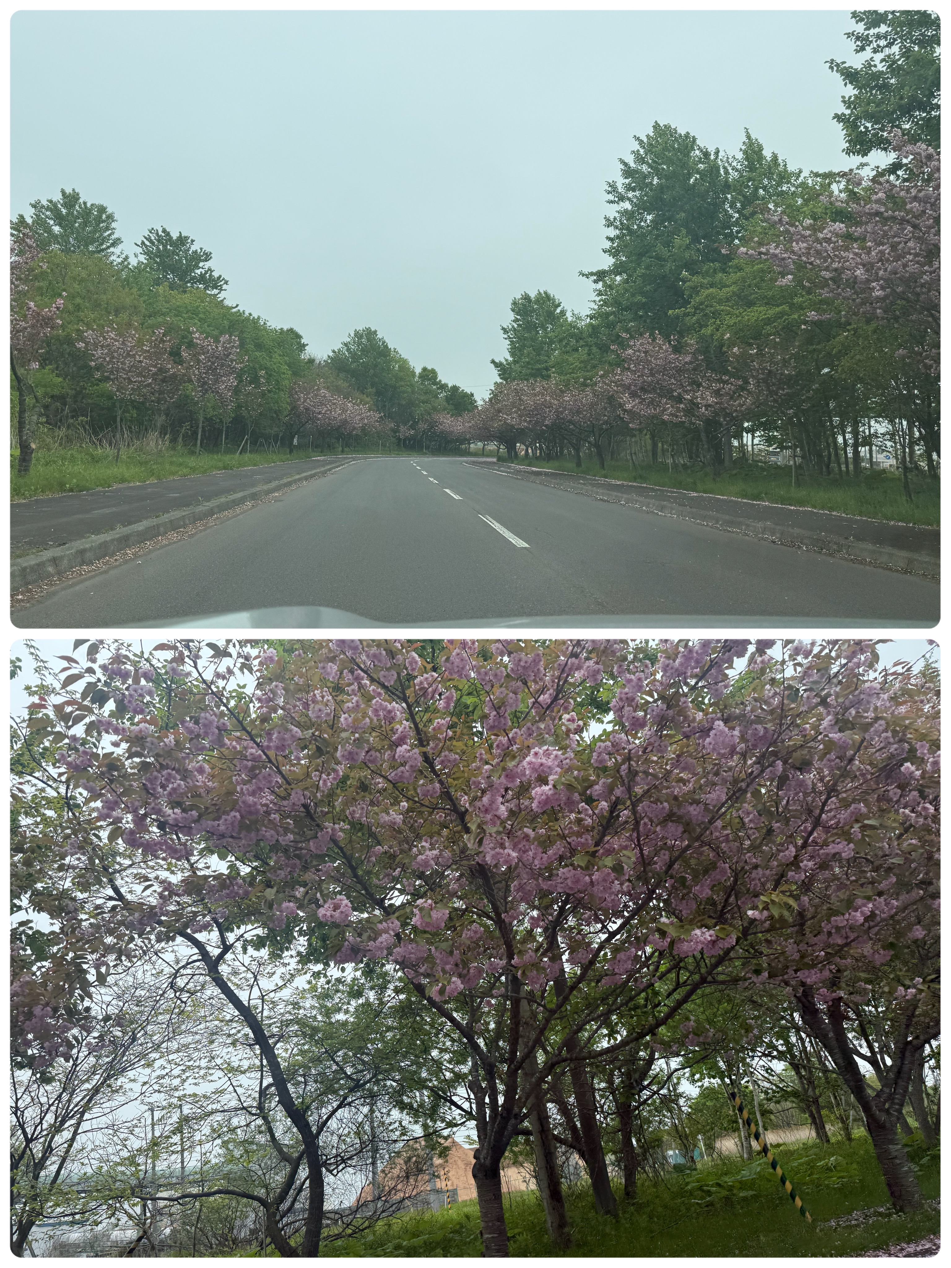 苫小牧の春ドライブを快適にする車点検と桜の癒し🌸