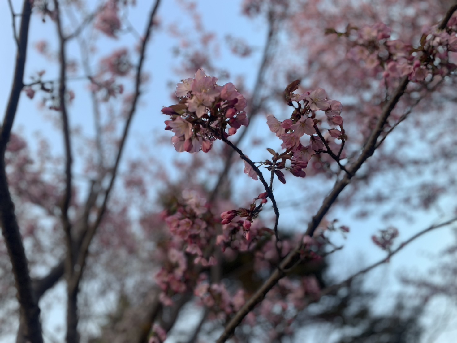 プチお花見🌸