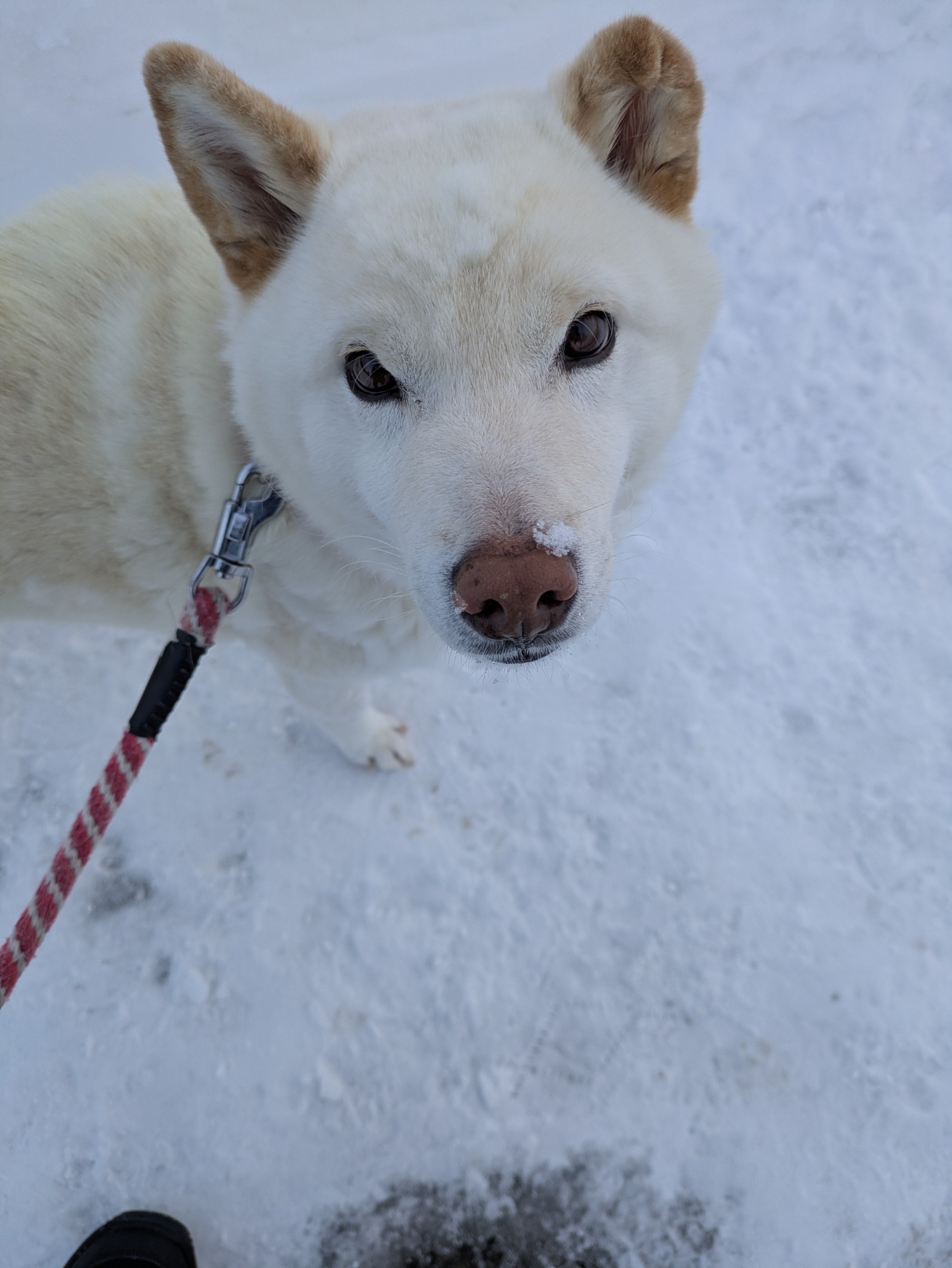 北海道の冬に備える車メンテと給油のコツ❄️安心ドライブ術