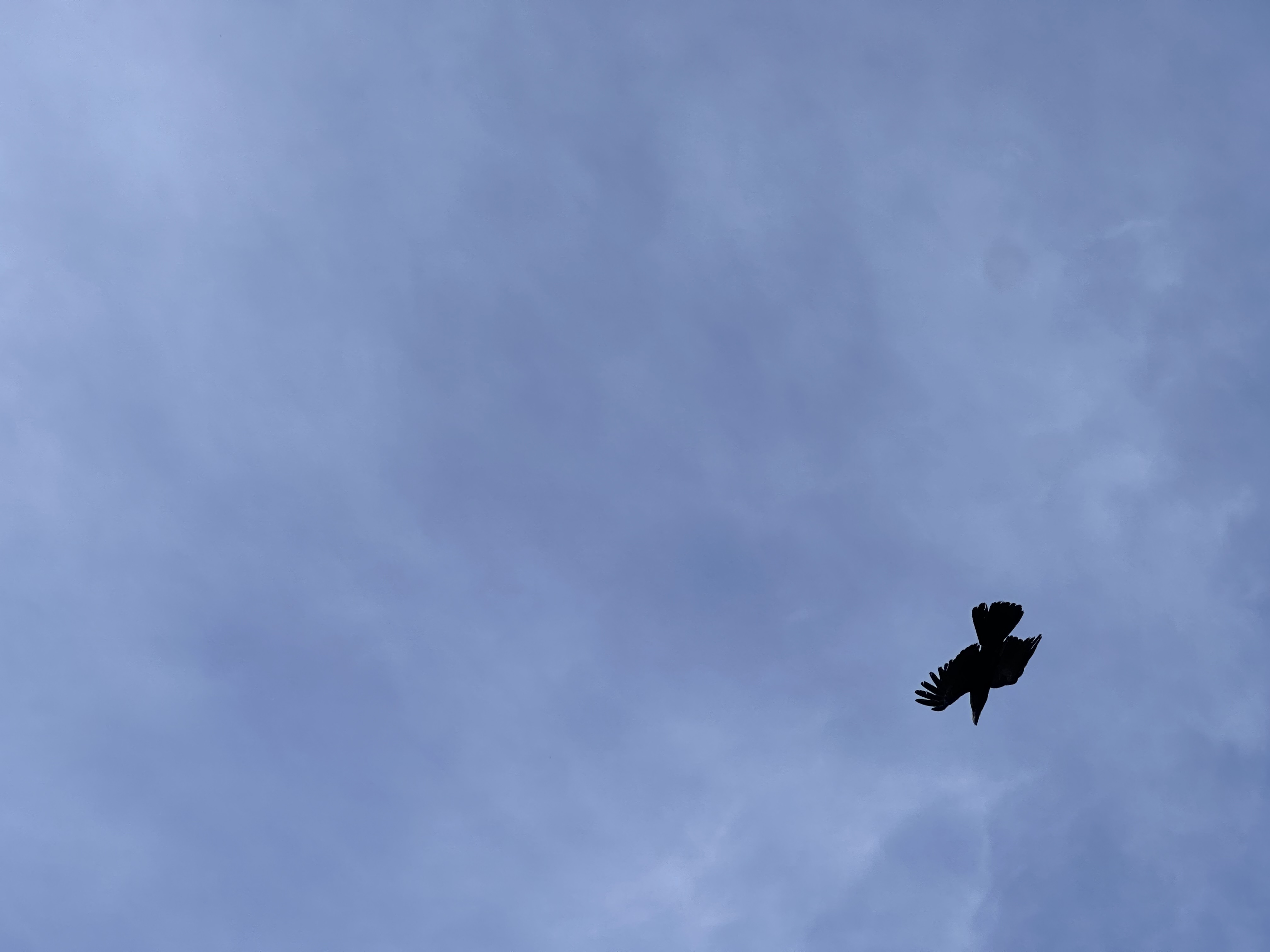 🐦‍⬛🐦‍⬛恐怖🐦‍⬛🐦‍⬛
