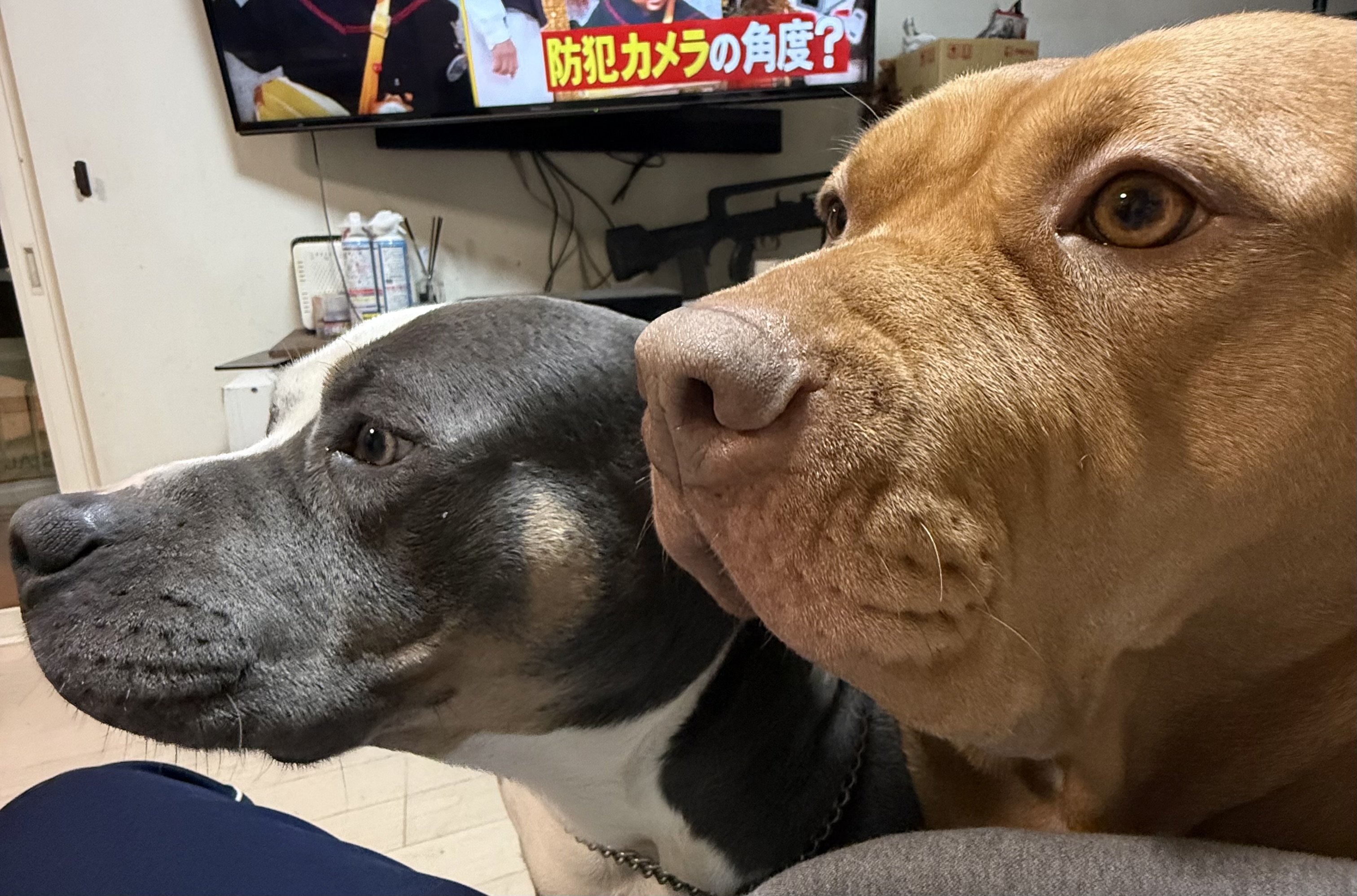 遅くなりましたが新年のご挨拶です🎍