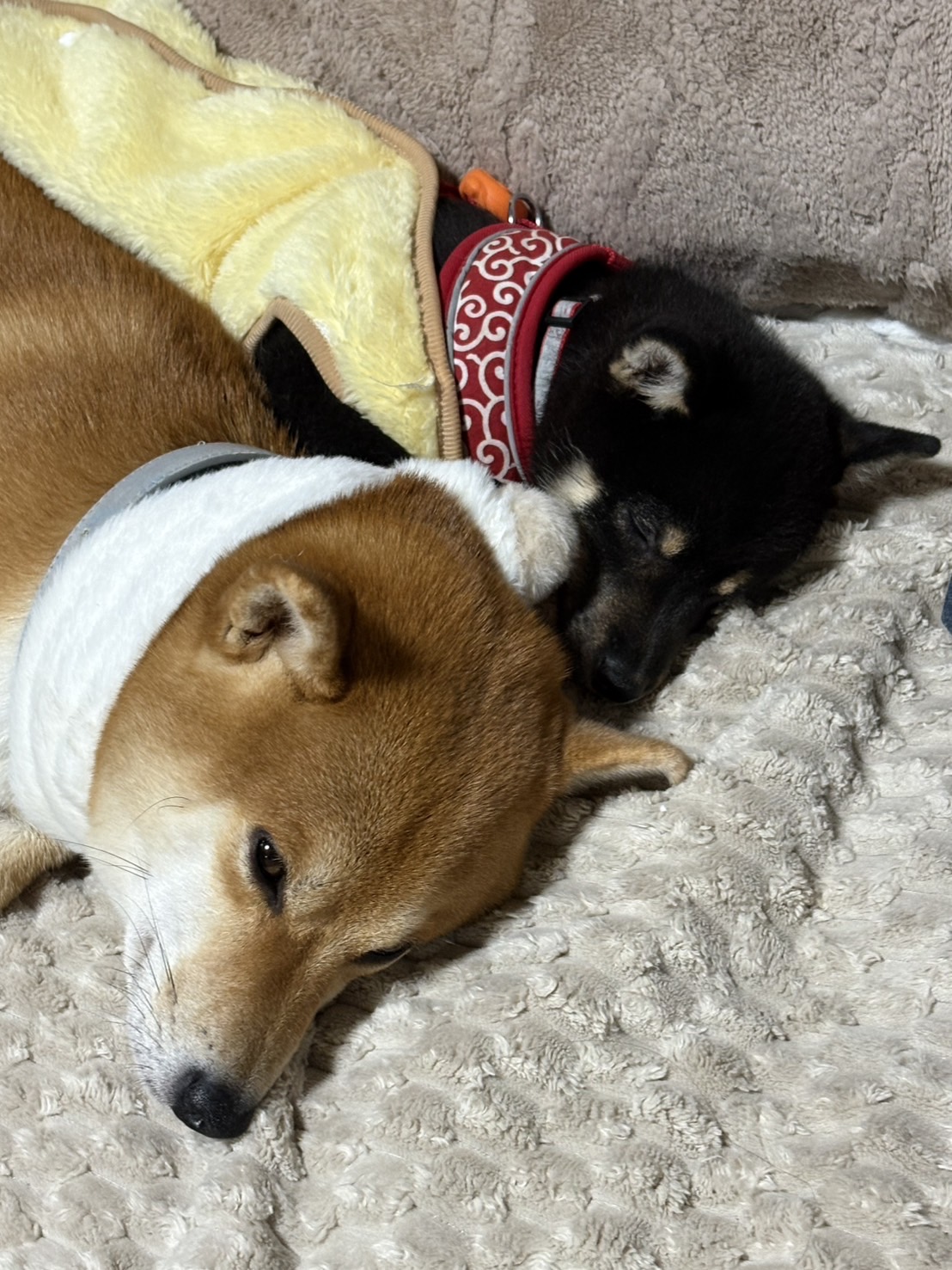 本格的な冬到来！？