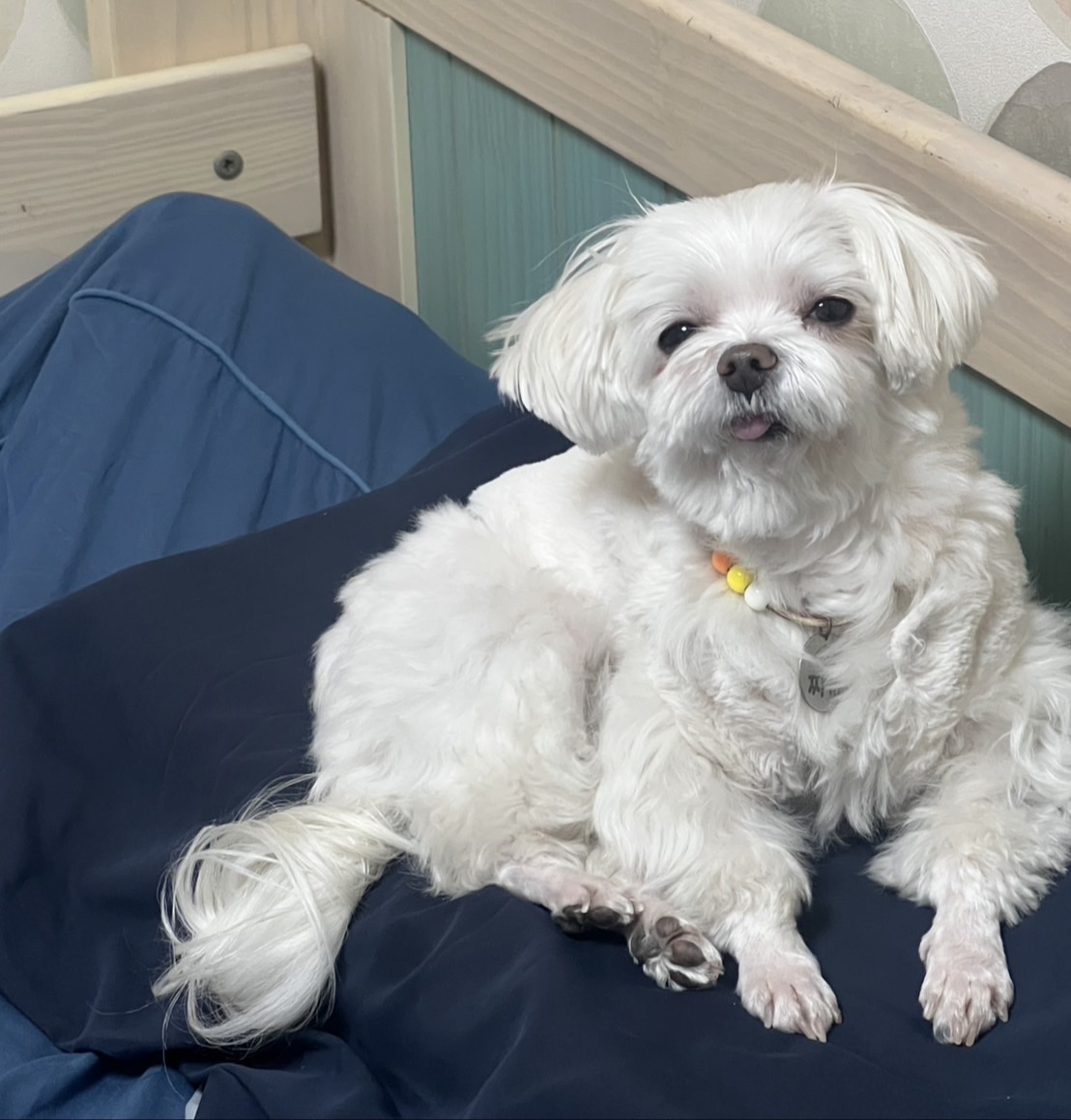 春のタイヤ交換とオイル点検で快適ドライブをサポート🚗