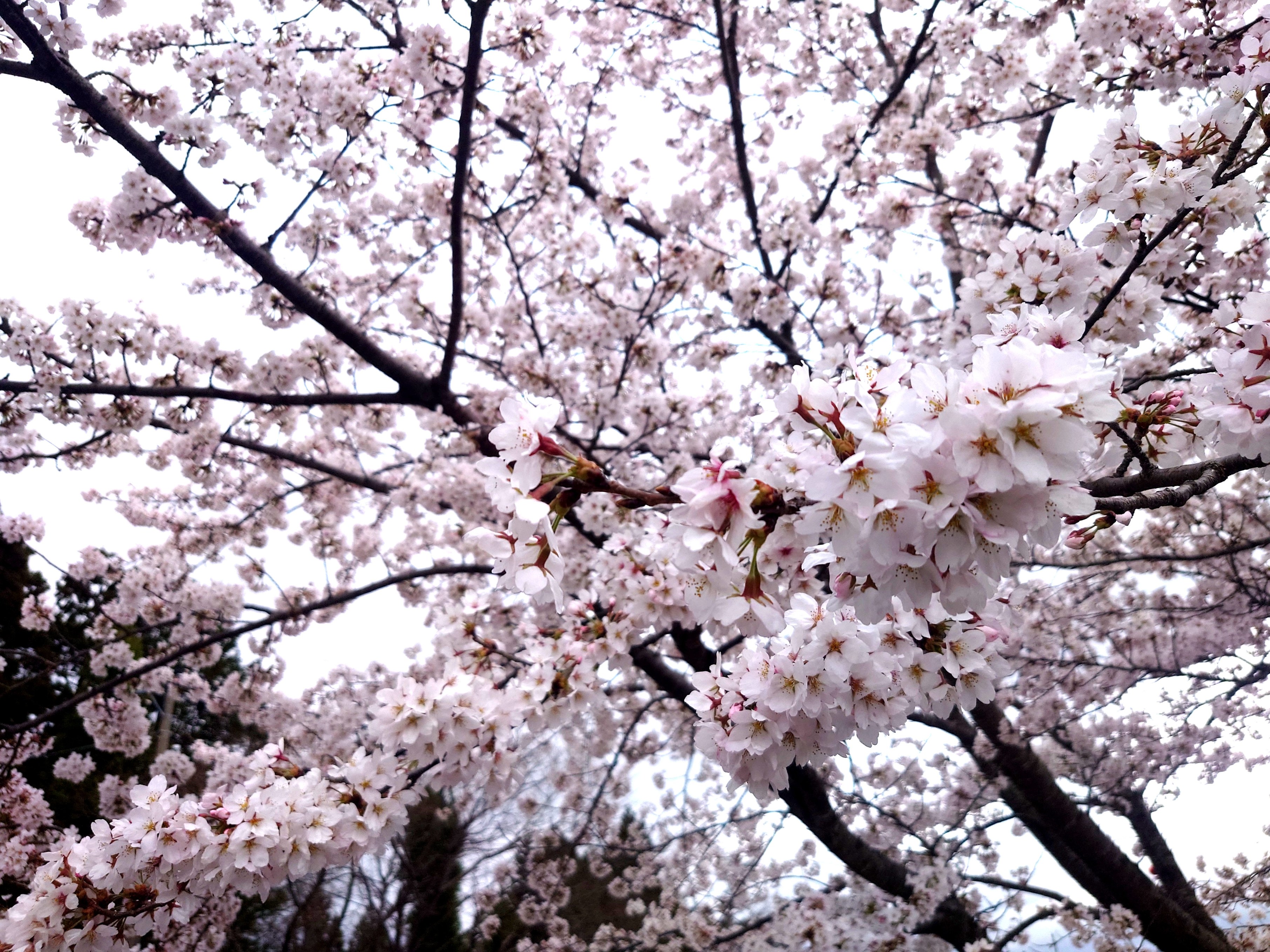 春の車ケアはこれで安心 春の洗車と点検ポイントまとめ🚗