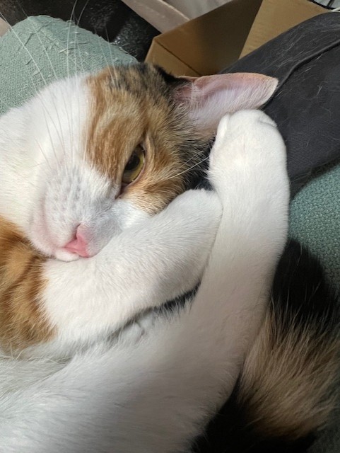 秋の車点検と洗車で快適ドライブを楽しもう🚗厚木TSからのおすすめ