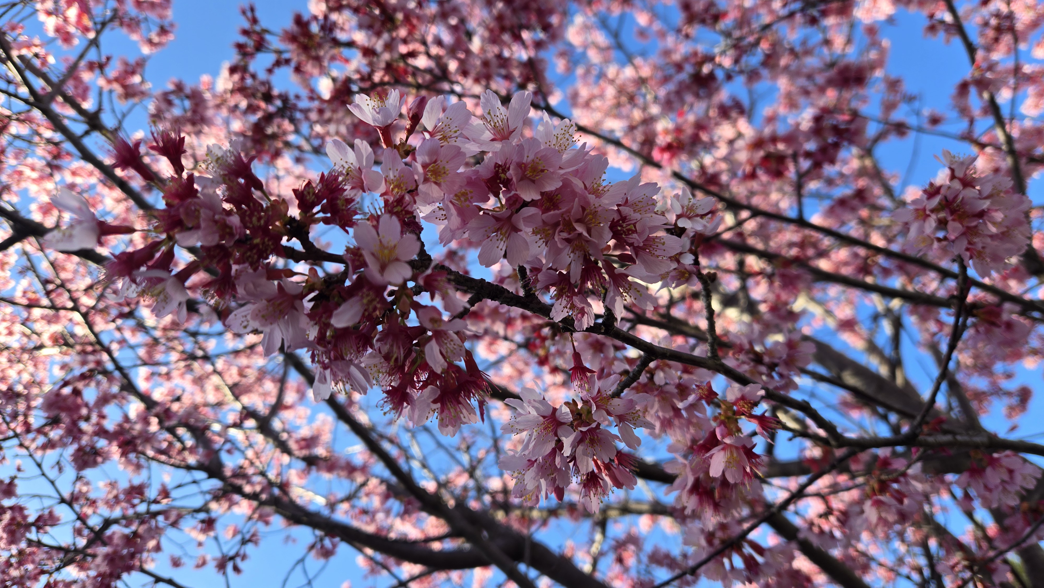 春🌸｜セルフ平塚SS｜202603162044