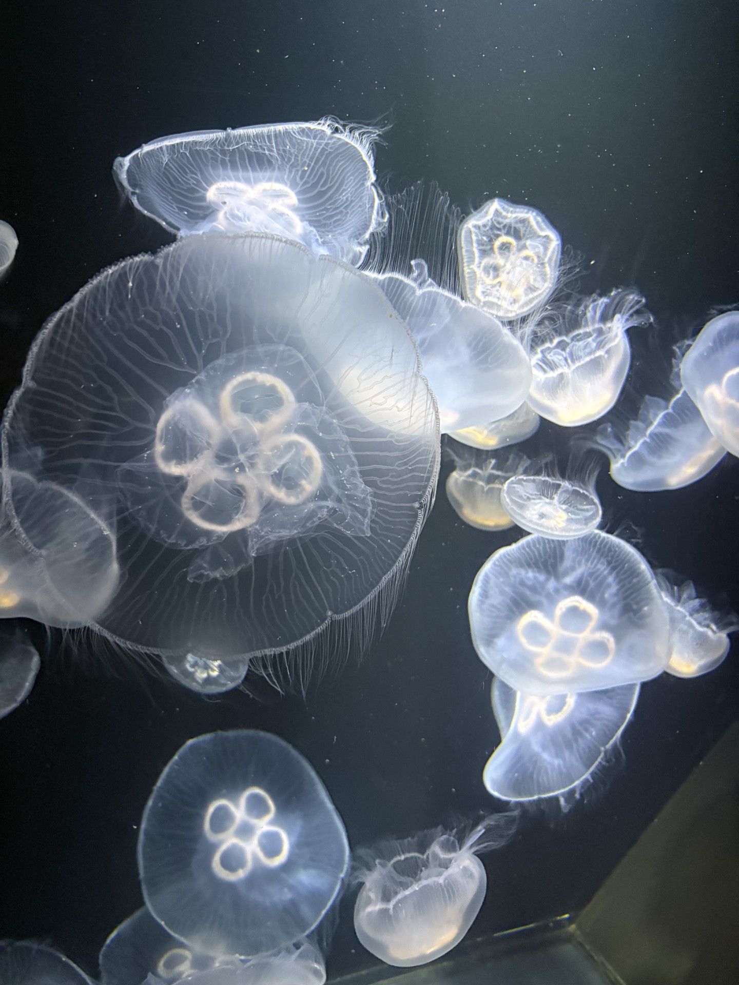 クラゲが元気に泳いでいる様子