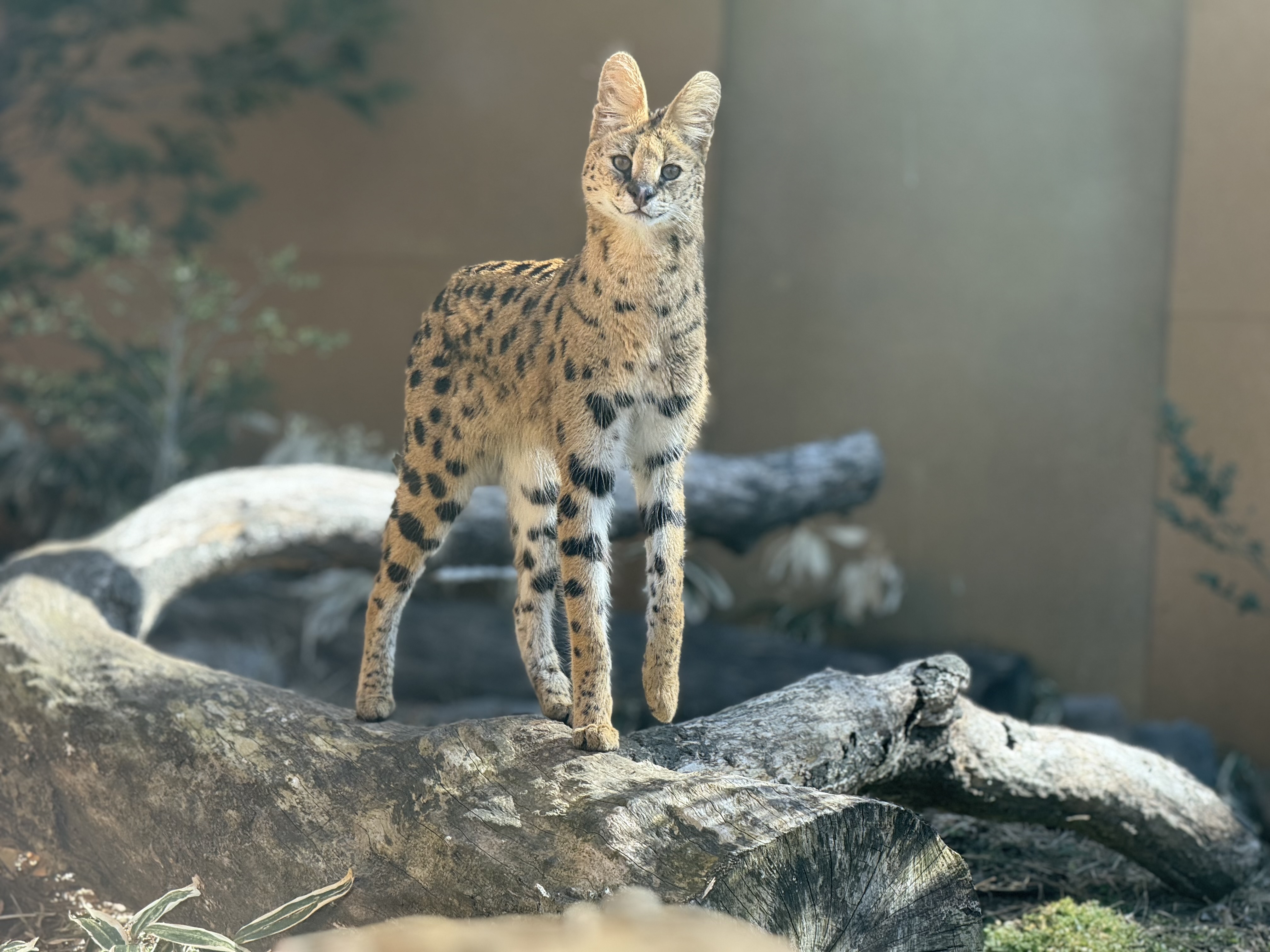 春の家族お出かけ前に入間TSで車の点検と洗車をしよう🚗