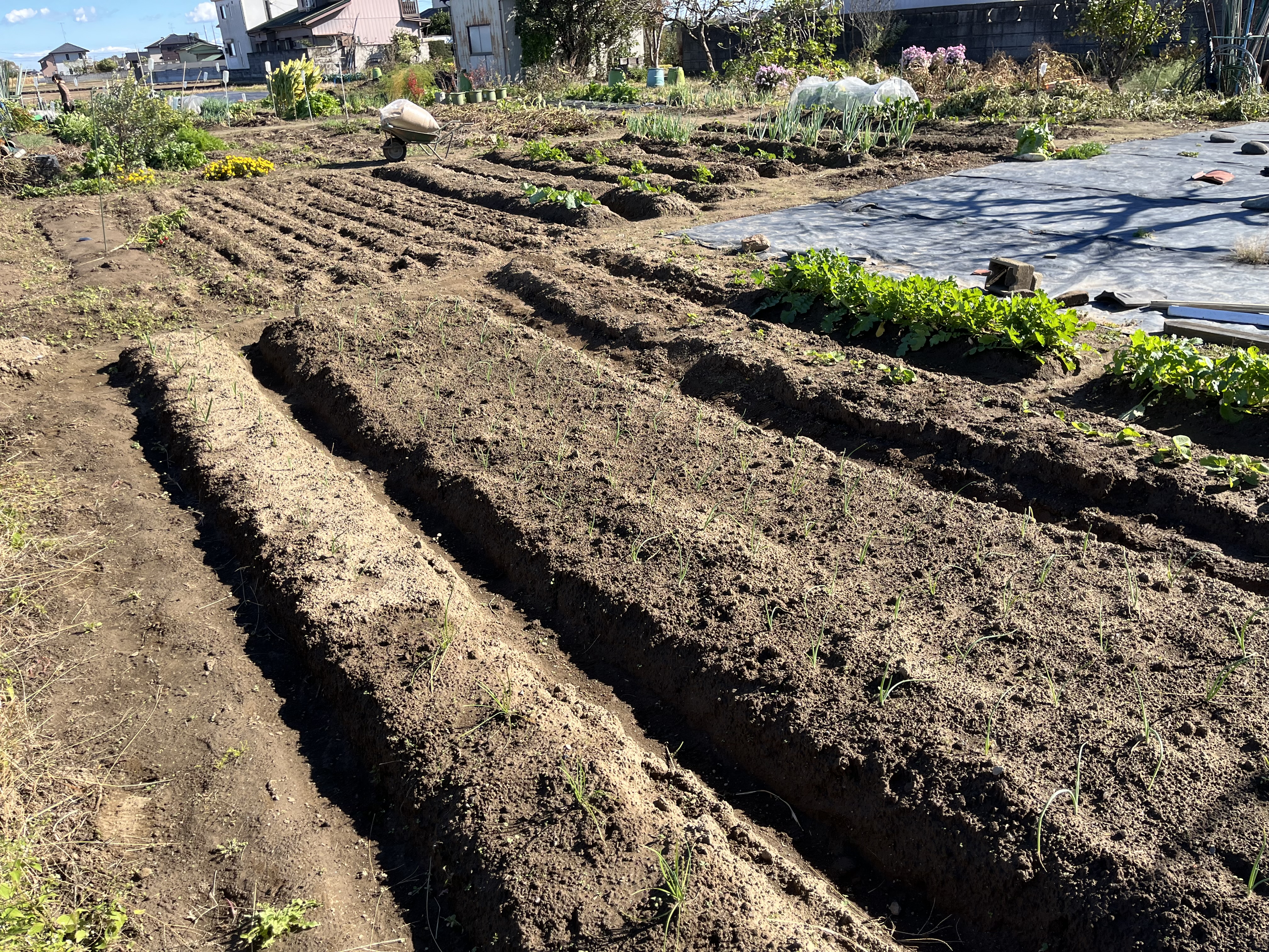加須TS照井〜畑編〜
