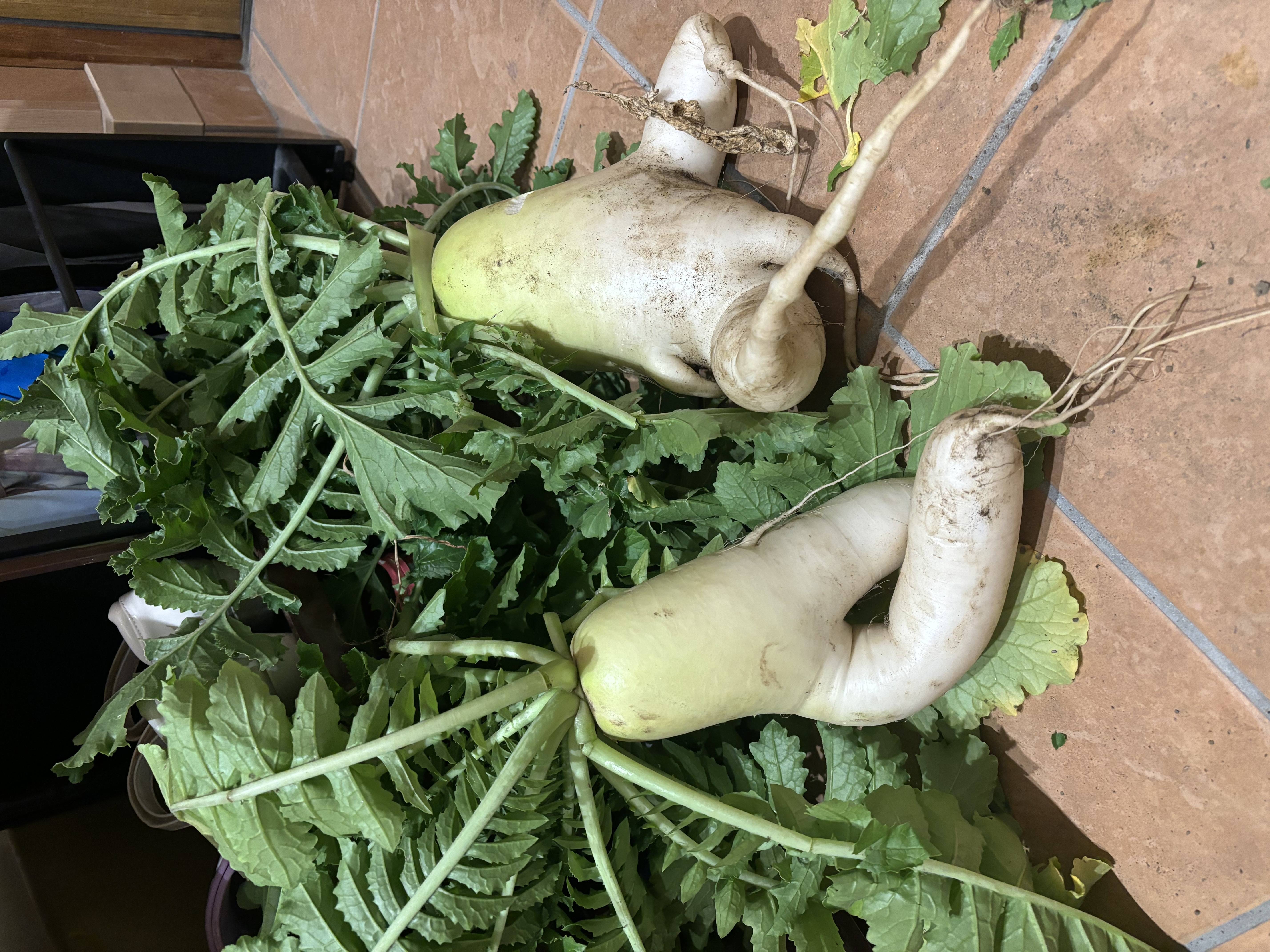 加須TS照井〜畑編〜