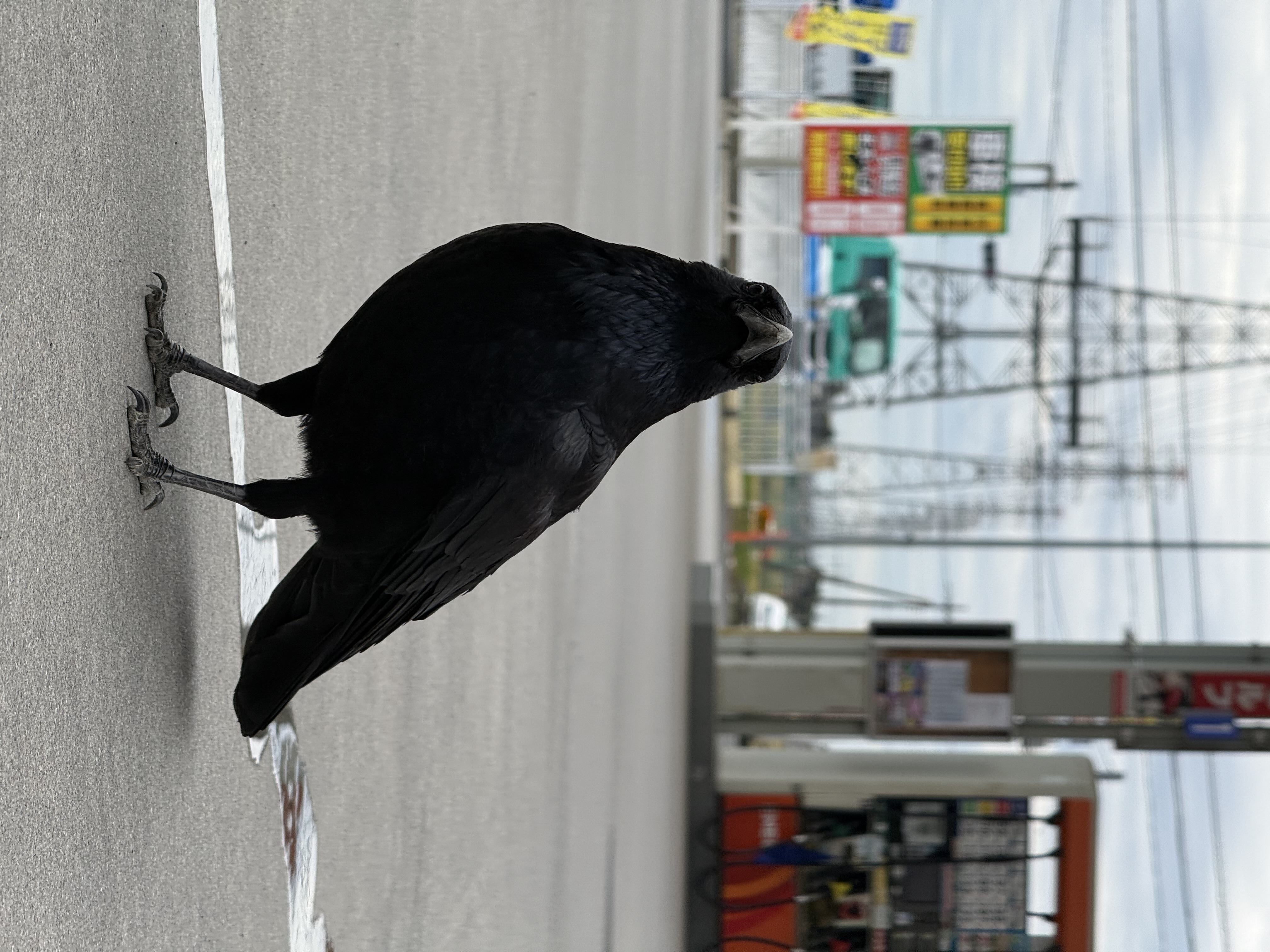 加須の人気かーすけと秋冬の車点検ポイントをチェック🚗
