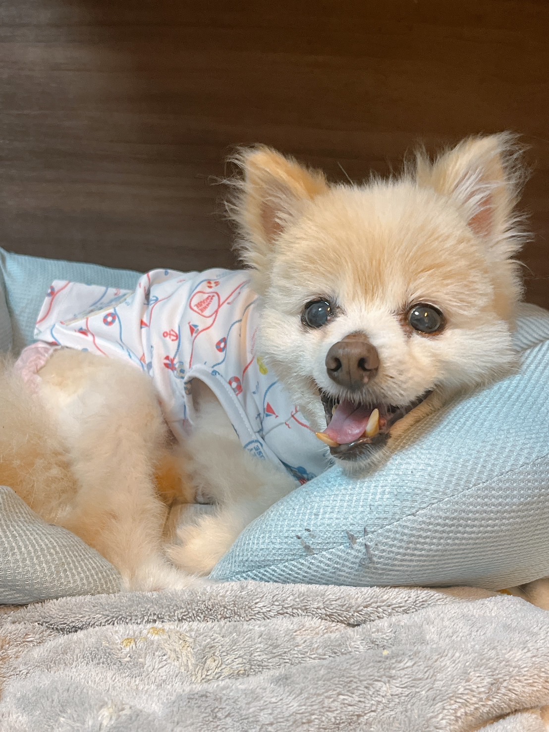 愛犬18歳の誕生日を祝う🎉日々と春の車メンテナンス