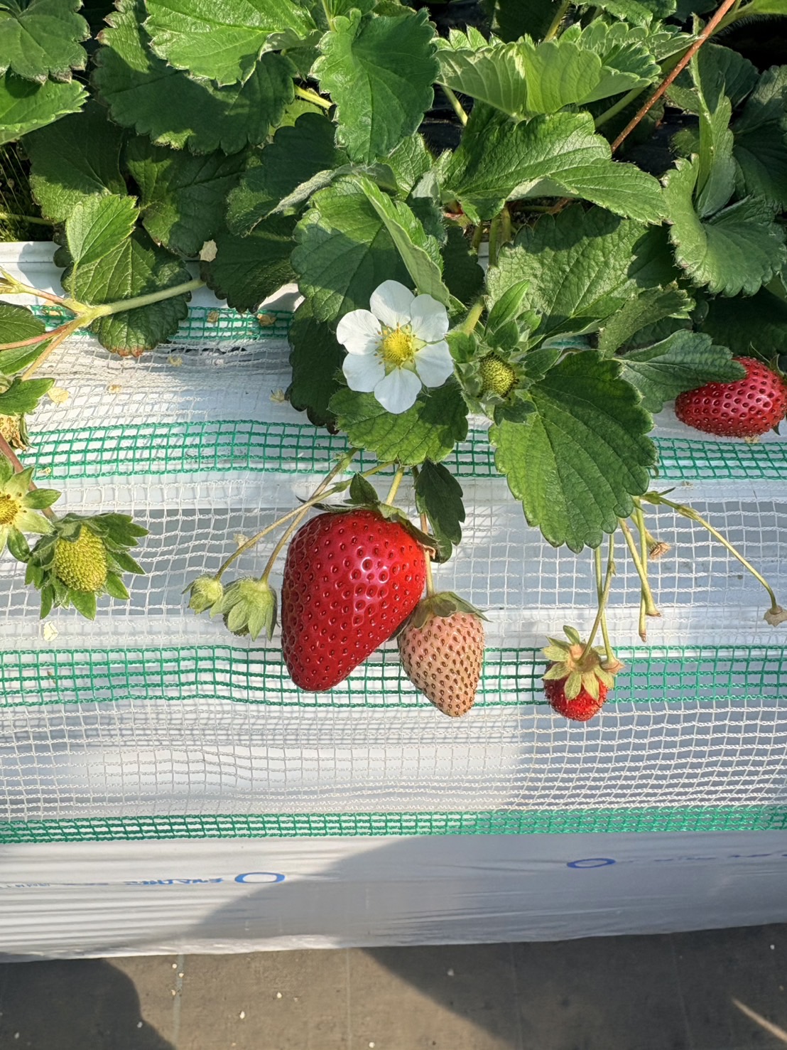 湾岸浦安フリートTS最新情報 燃料価格改定と春の車メンテナンス対策