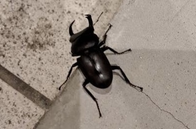 ちょっとした夏のサプライズ