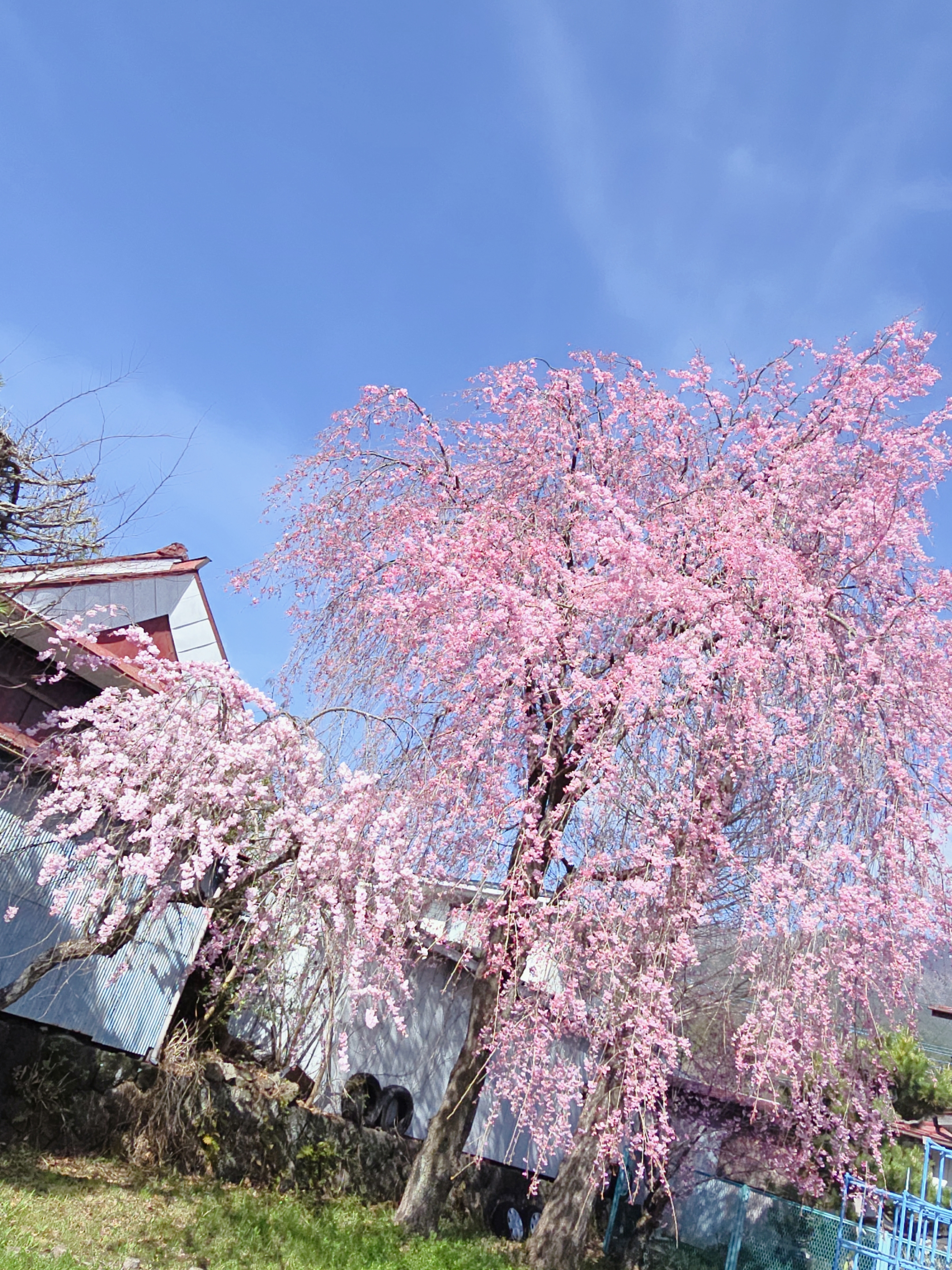 春のタイヤ交換と点検で安心ドライブをサポートします🚗