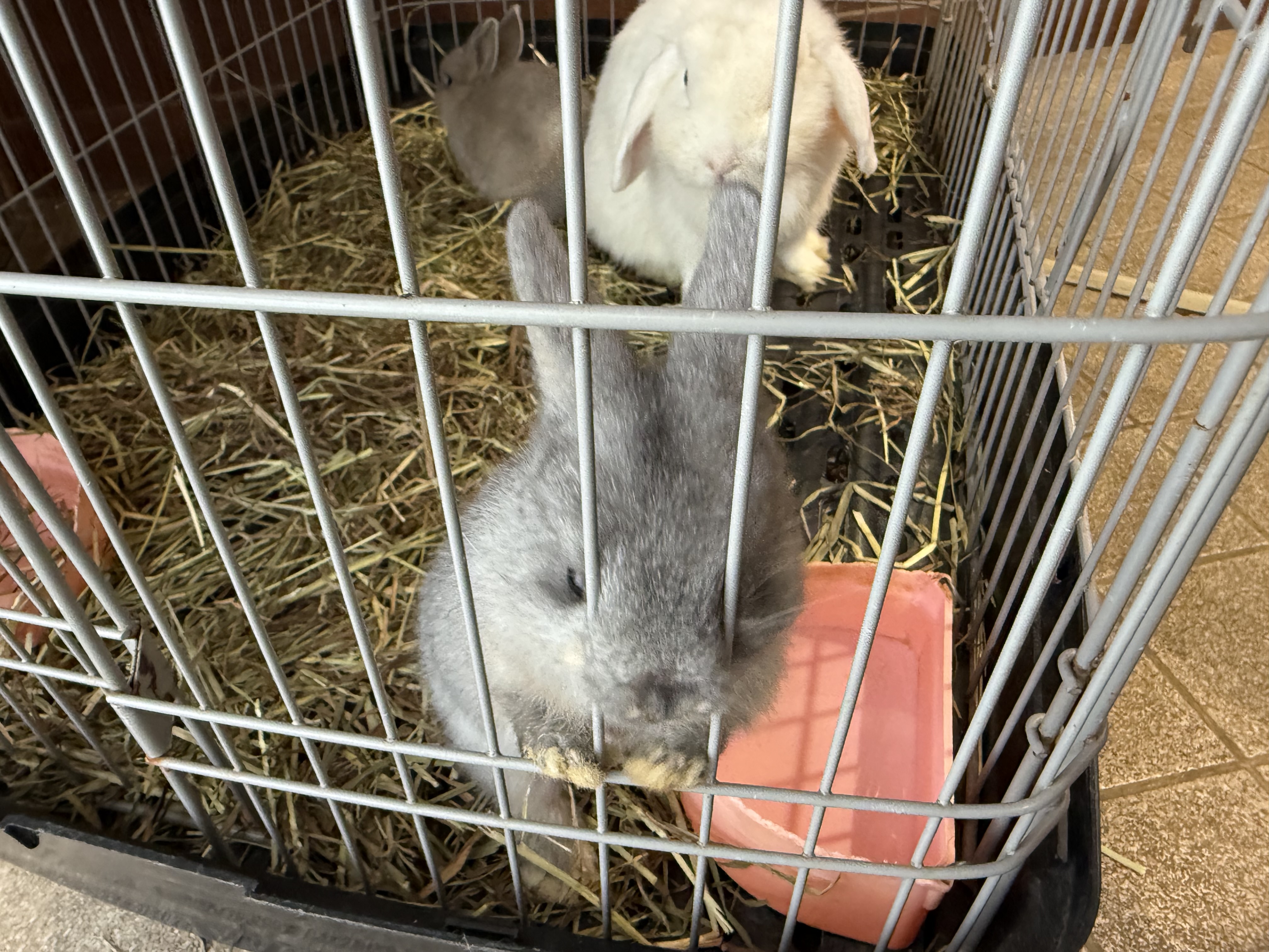 秋冬におすすめ車コーティングと11月限定タイヤ交換キャンペーン情報🚗