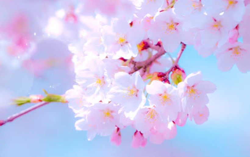 春の愛車ケアはセルフ富士見バイパスSSで快適メンテナンス🌸