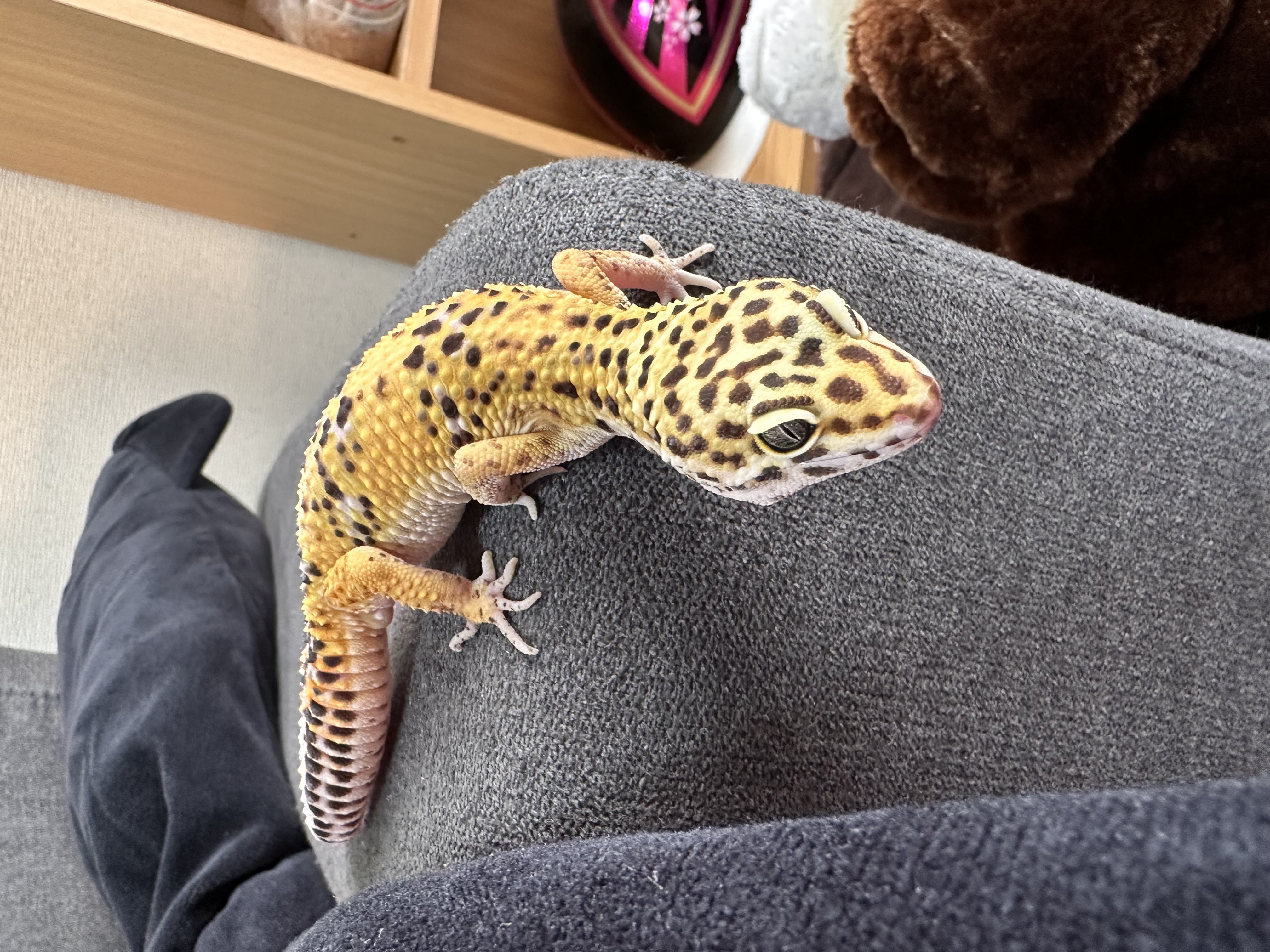 冬の三連休前におすすめセルフ敷島SSの車点検と洗車⛽️