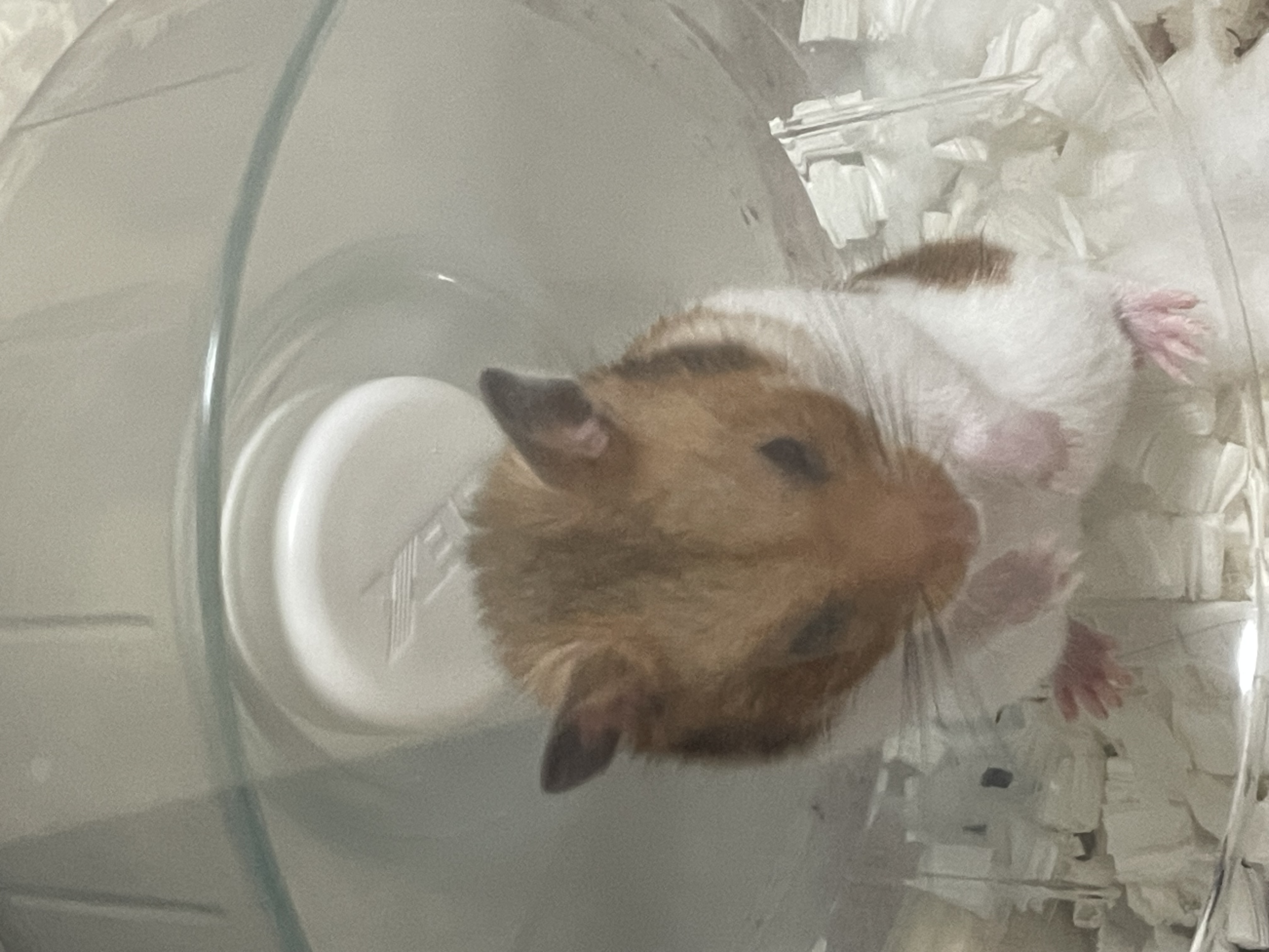 セルフ敷島SSの秋冬車メンテポイントとタイヤキャンペーン情報🚗