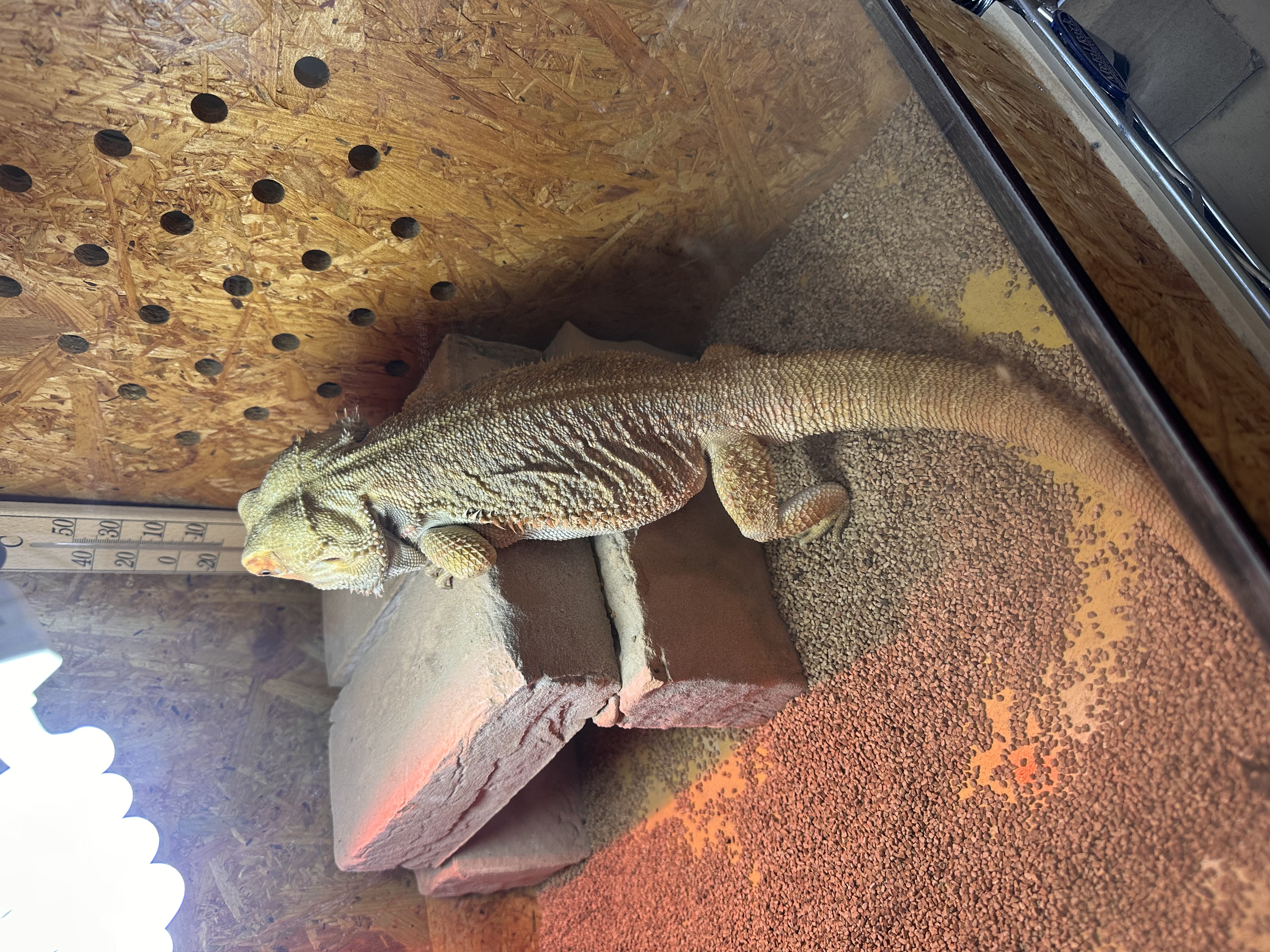 花粉シーズン到来 車の洗車と点検で快適ドライブをサポート🚗