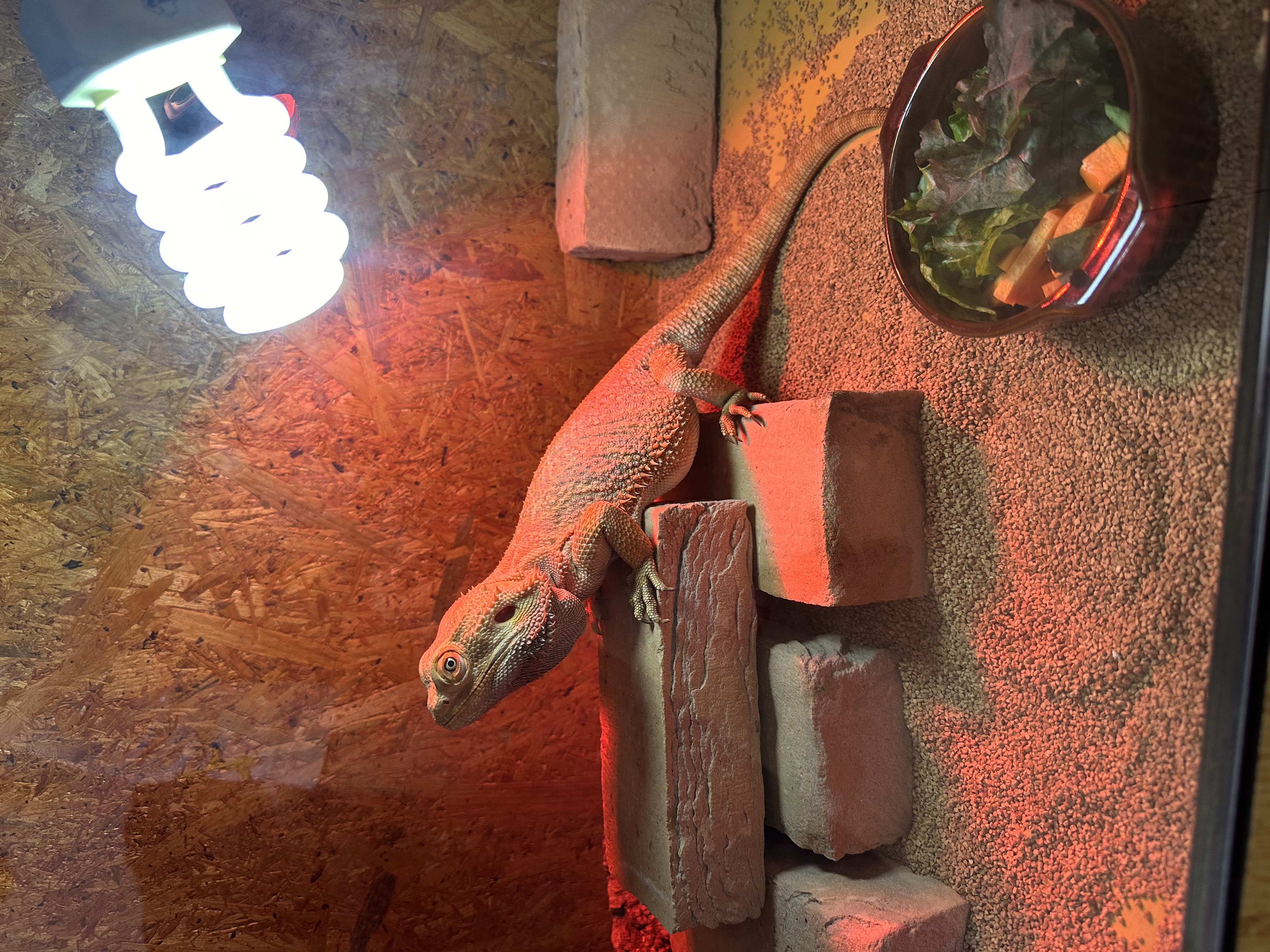 秋の愛車メンテナンスポイントとセルフ敷島SSのおすすめチェック🦎