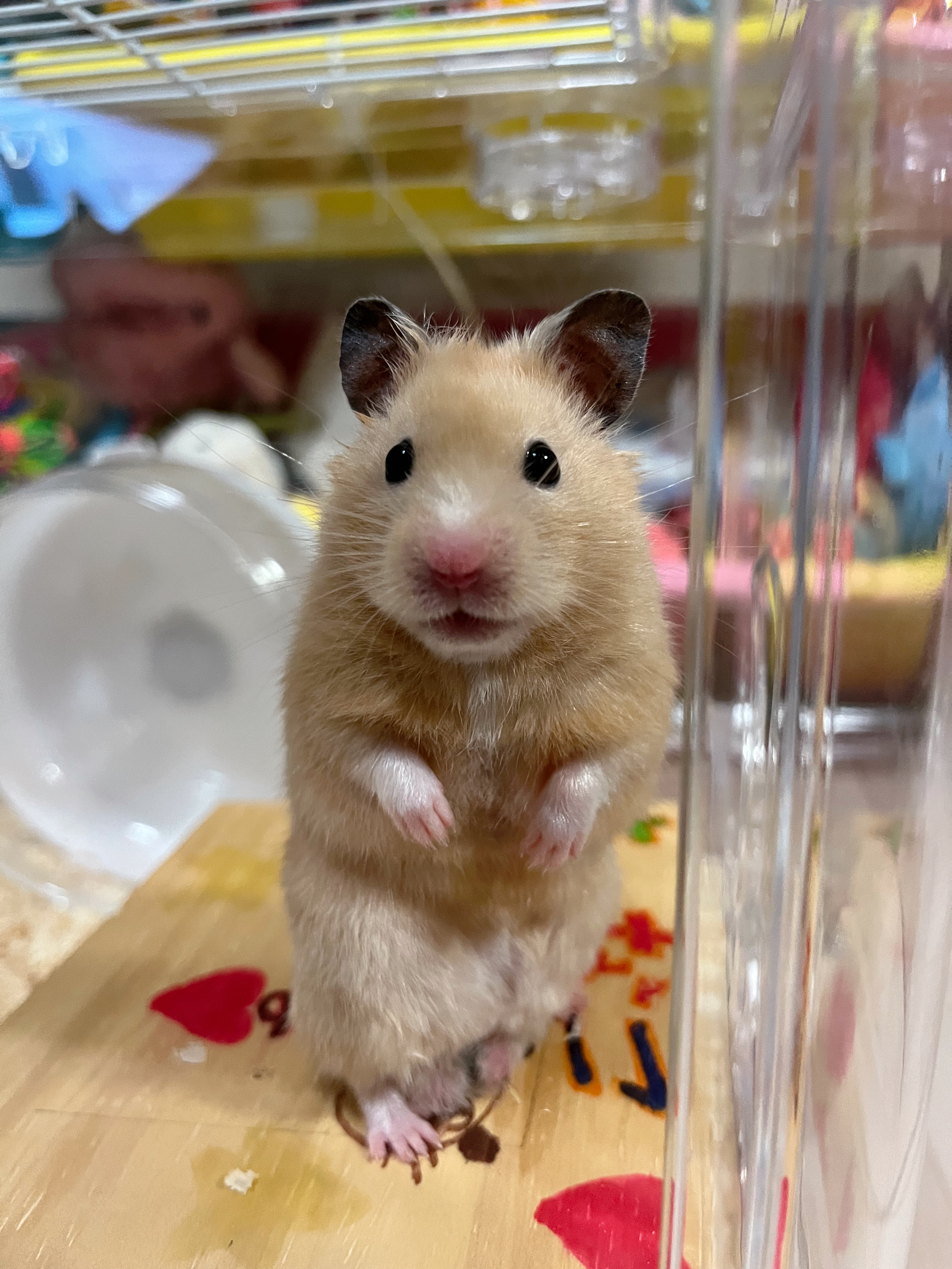 冬の安全運転に役立つ空気圧点検とタイヤキャンペーン情報🚗