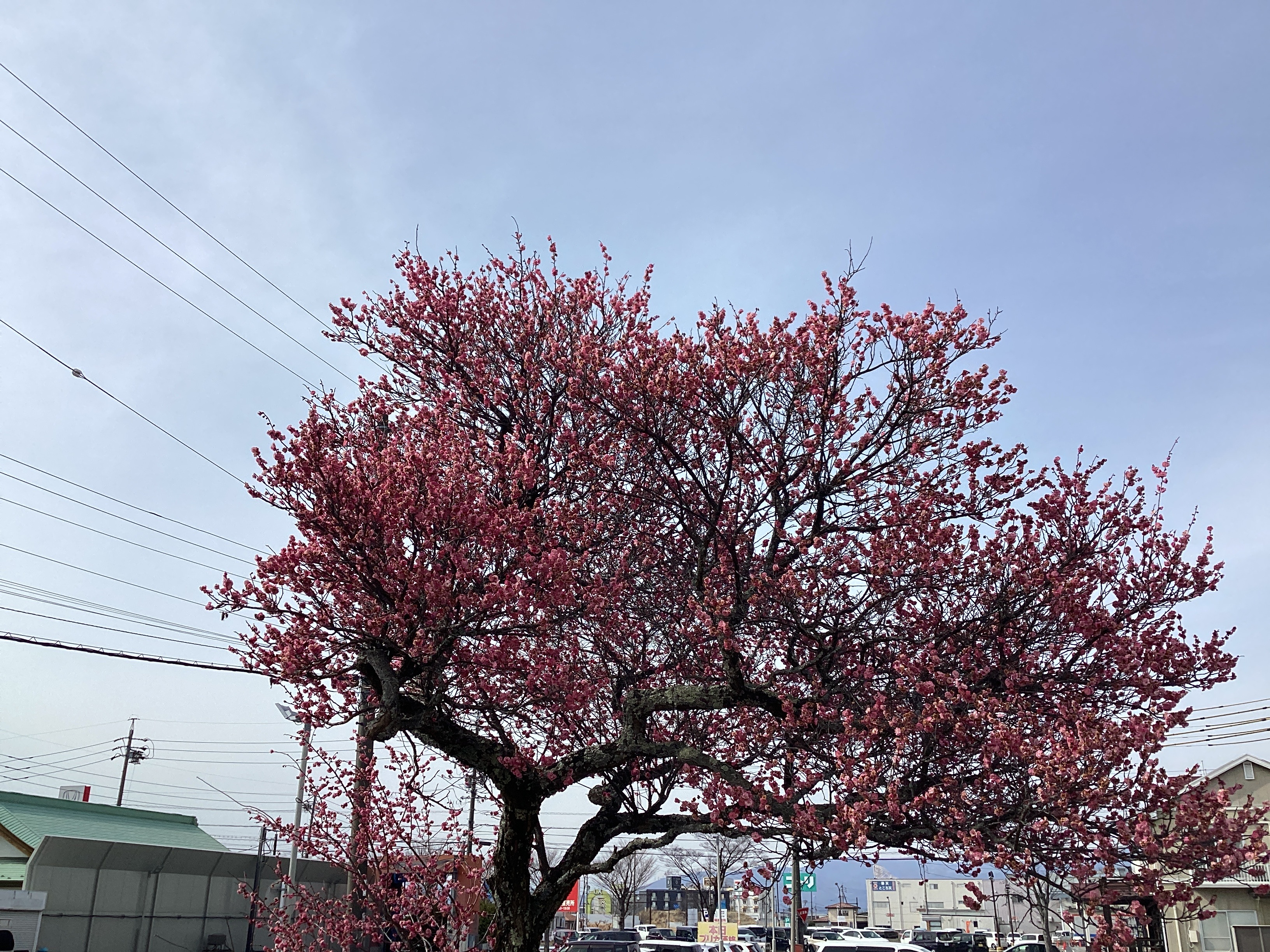 春のタイヤ交換と安全点検で快適ドライブをサポート🚗✨