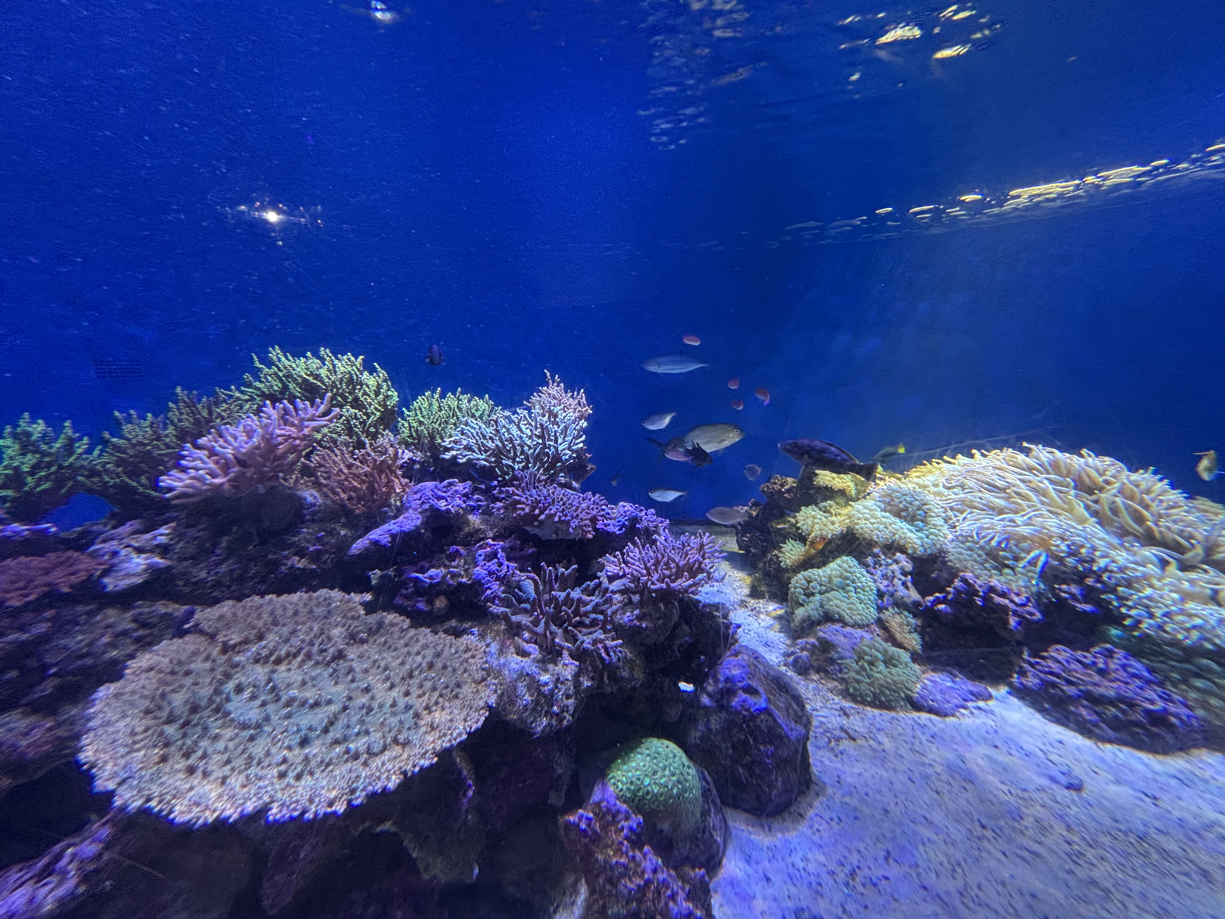 沼津市の水族館に行ってきました