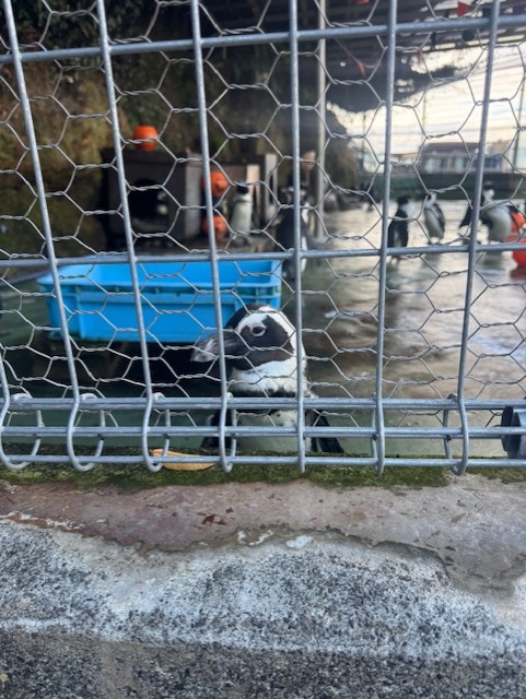 ペンギン
