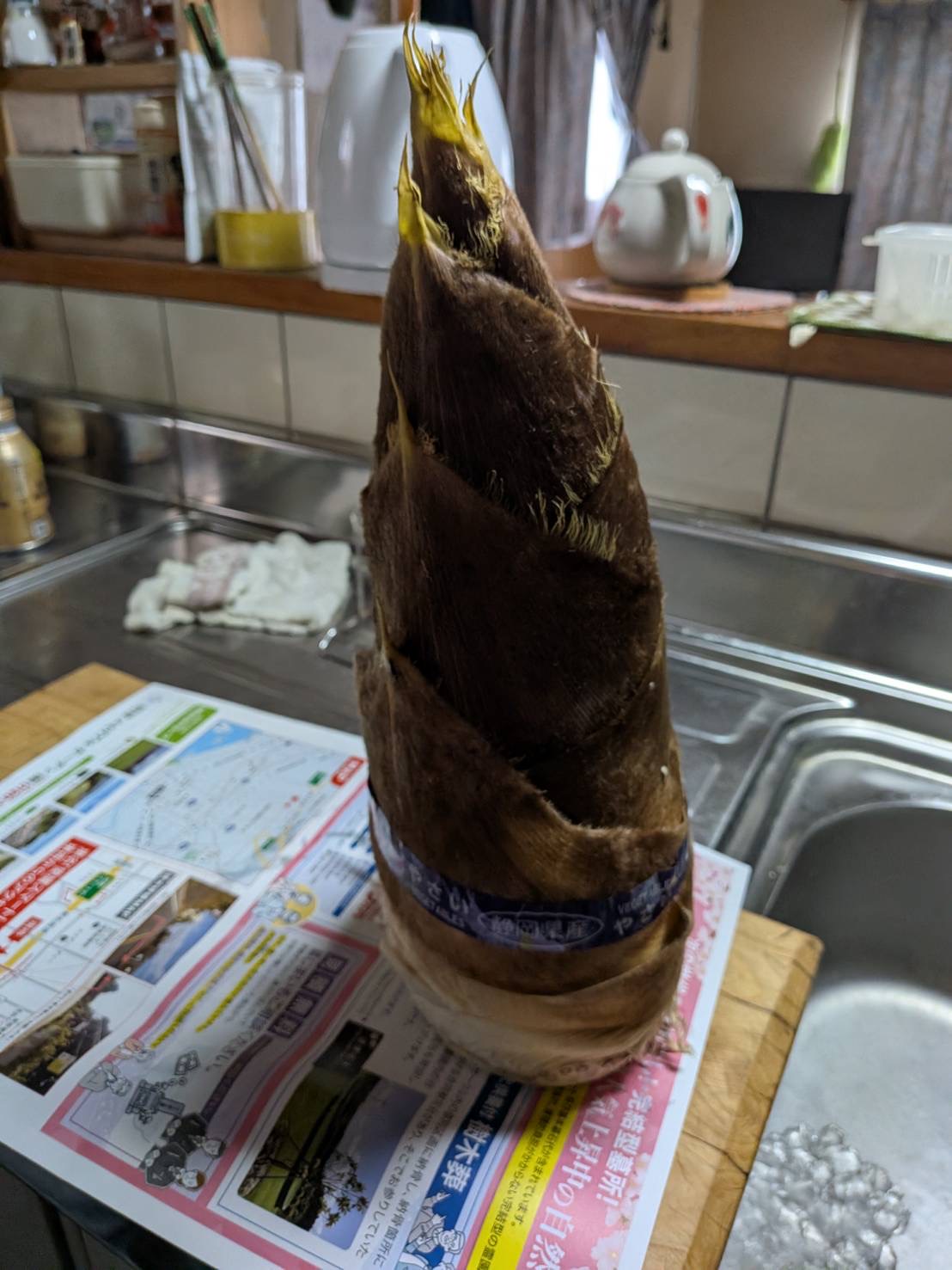 朝狩りのたけのこ！