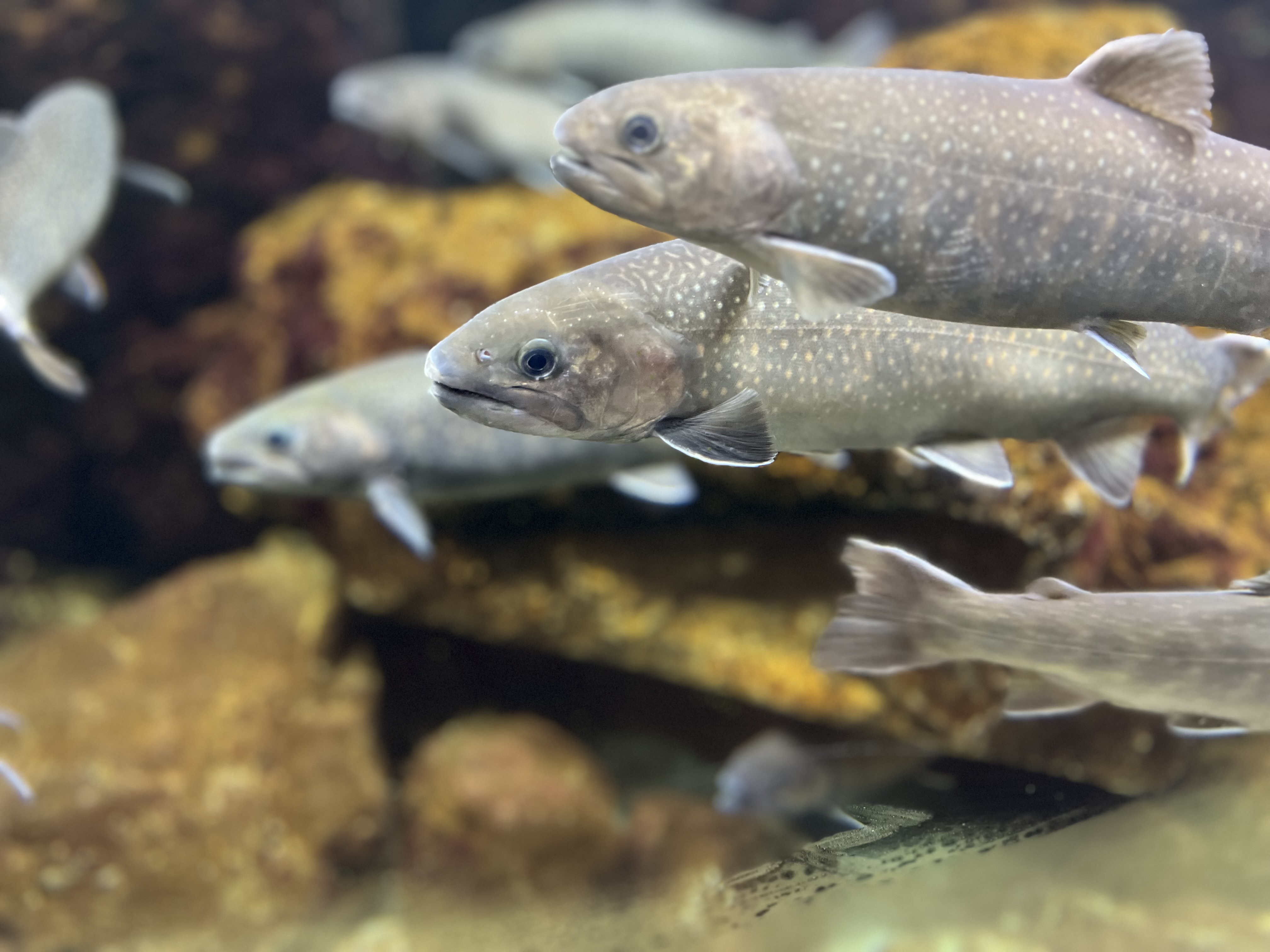 冬のN-BOXコーティングで愛車を守るポイントと安全対策🚗