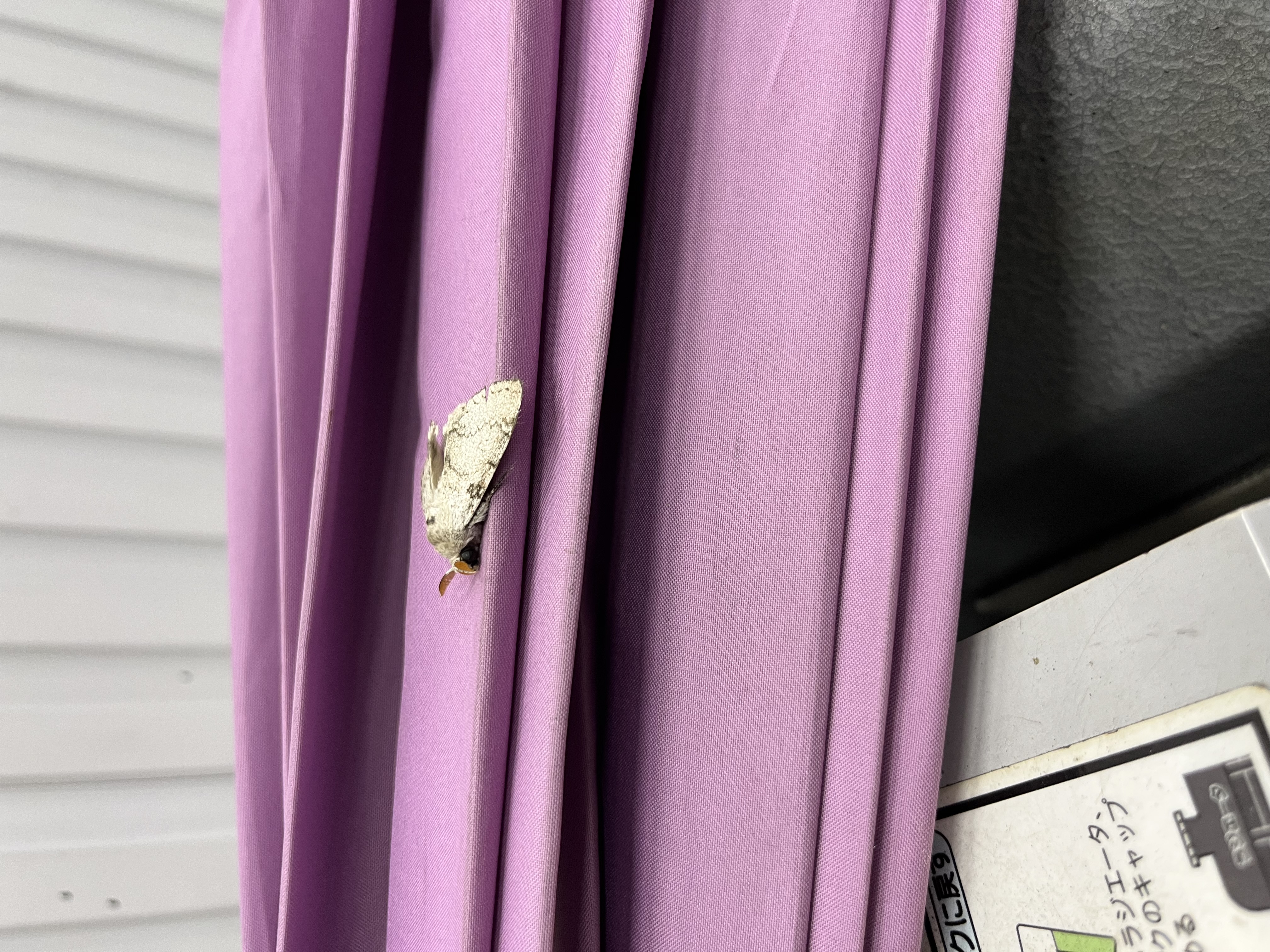 秋の車メンテと珍しい野生の蚕発見話を紹介🚗✨