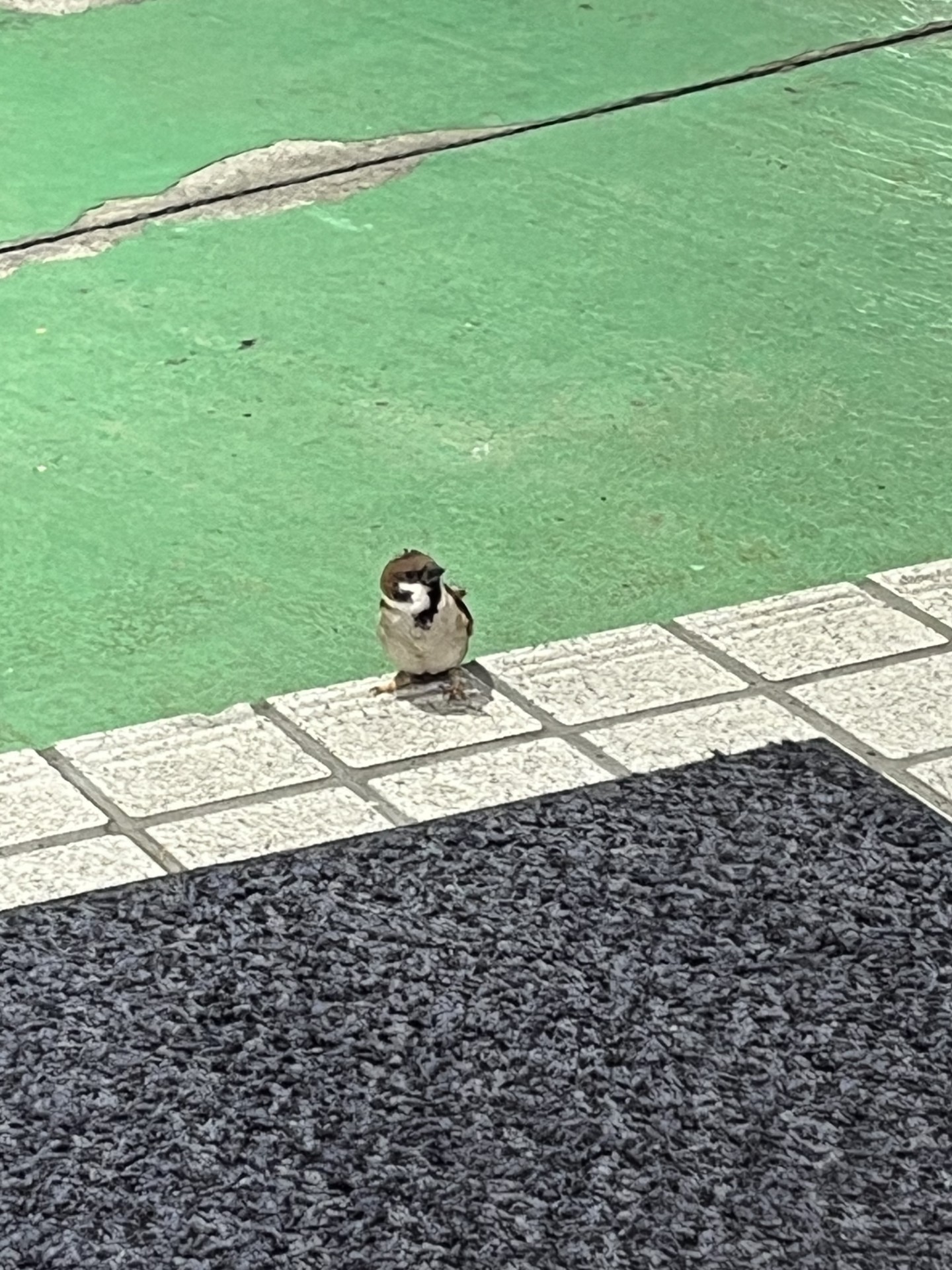 朝の癒し