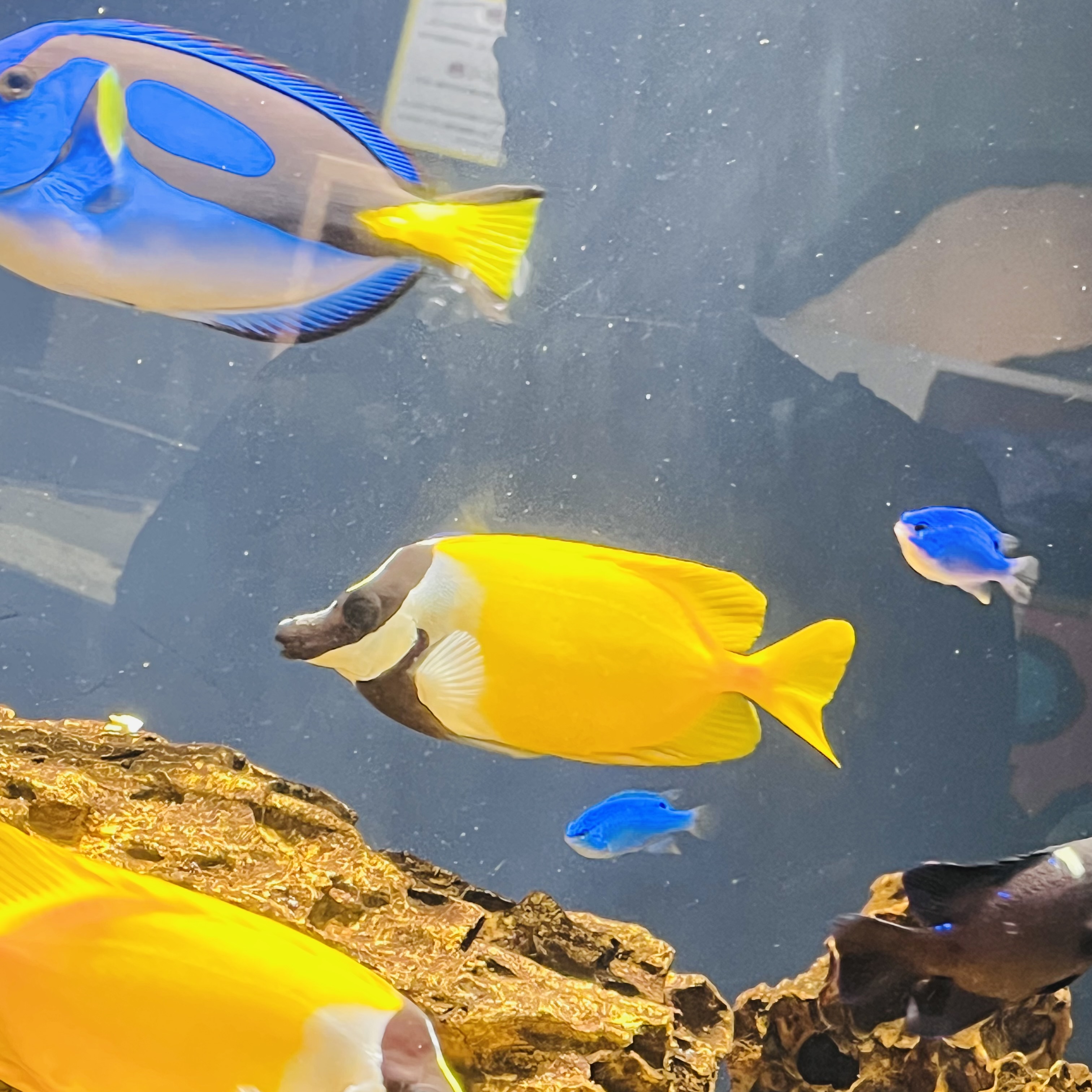 綺麗なお魚さん🐠