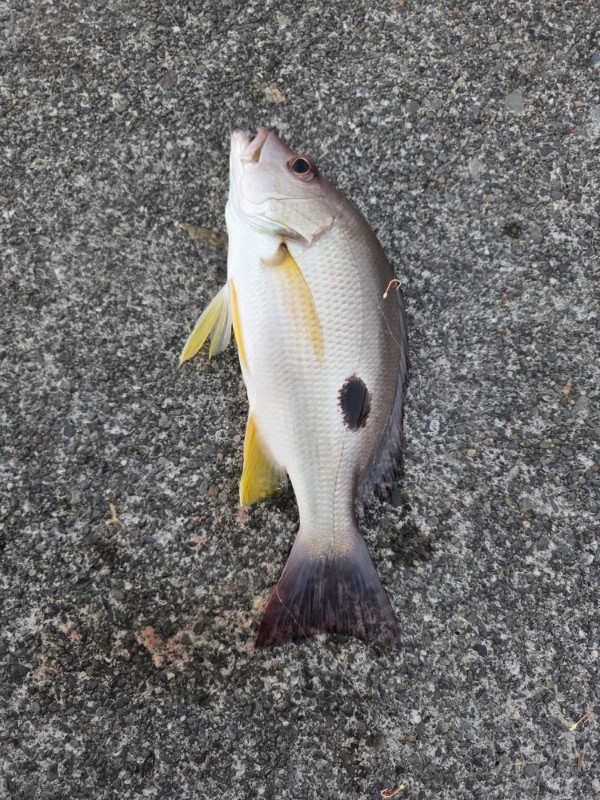 魚・魚・魚